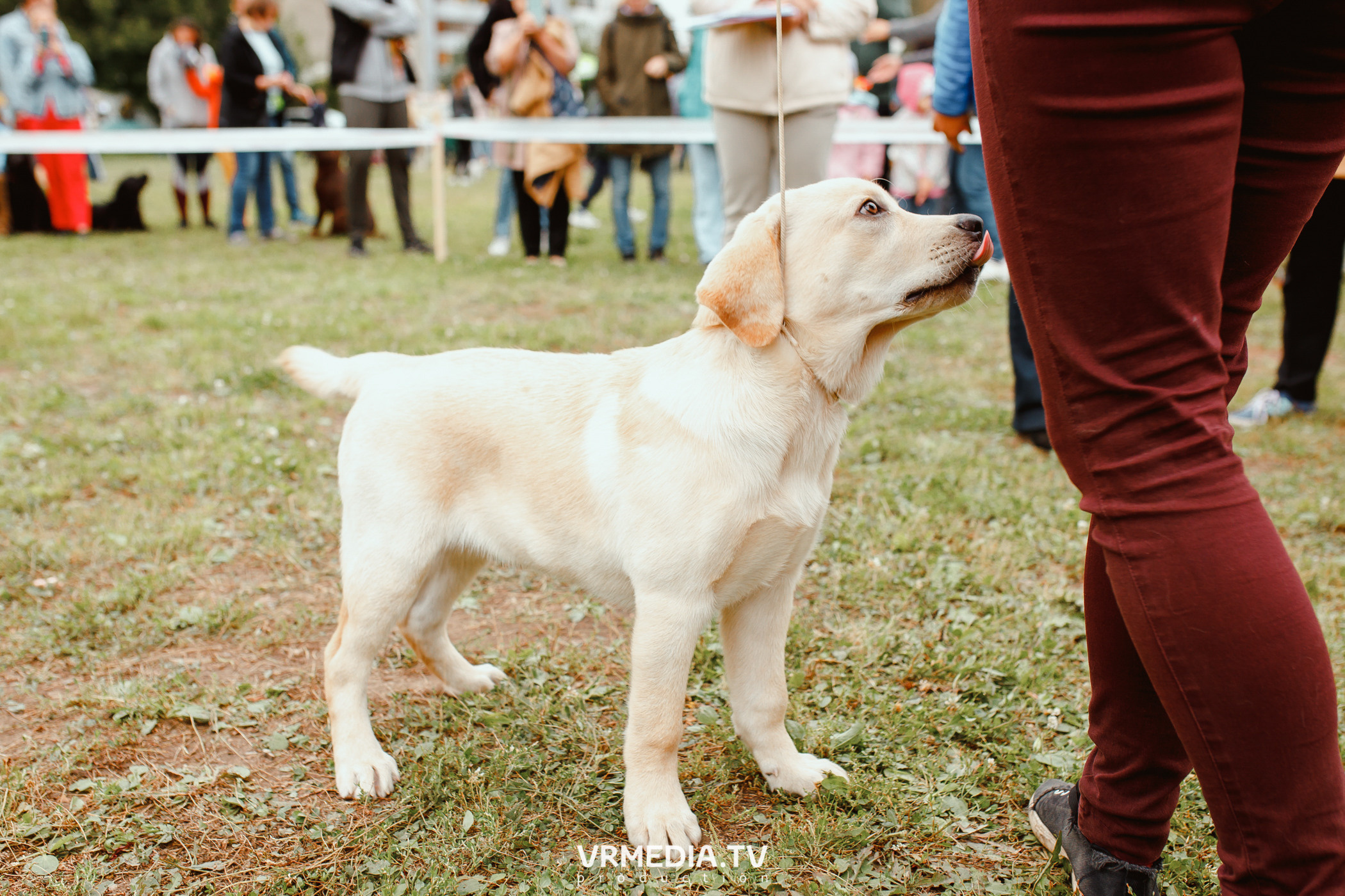 Монопородная выставка лабрадоров «КУЗБАСС 2021»