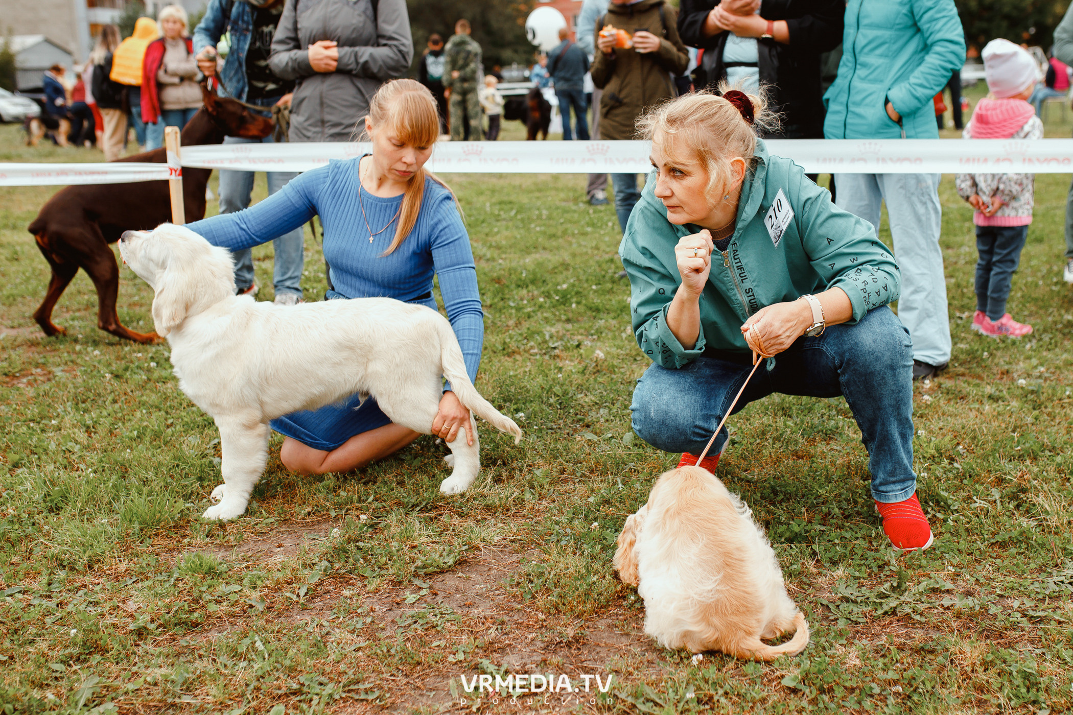 Монопородная выставка лабрадоров «КУЗБАСС 2021»