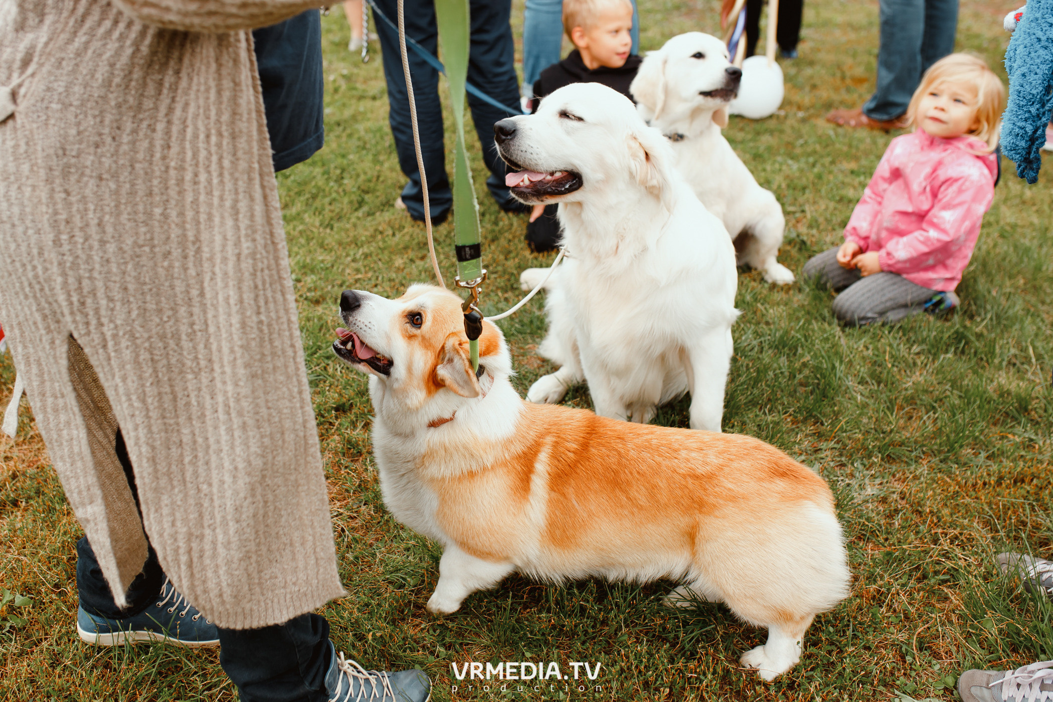 Монопородная выставка лабрадоров «КУЗБАСС 2021»