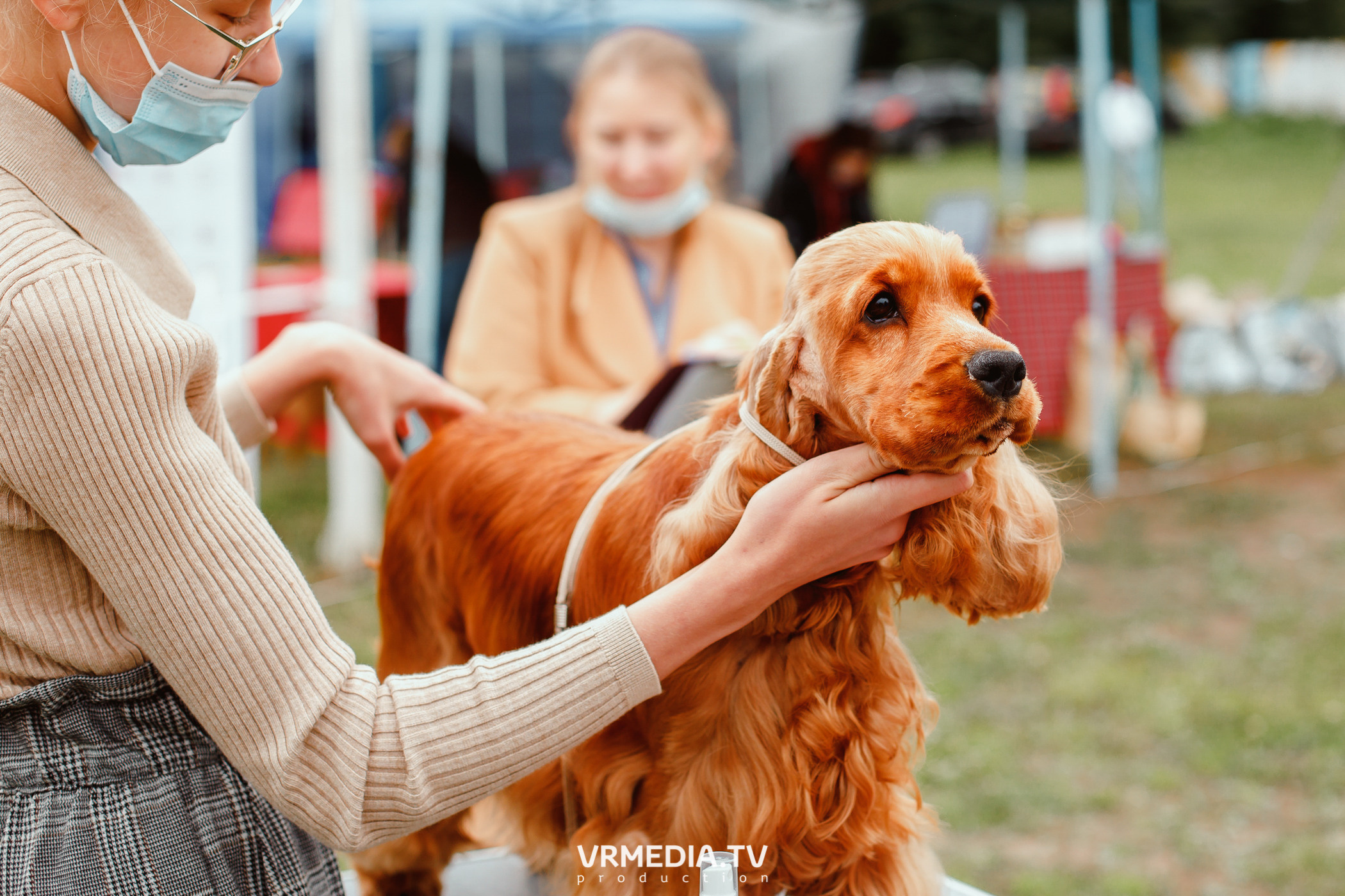 Монопородная выставка лабрадоров «КУЗБАСС 2021»