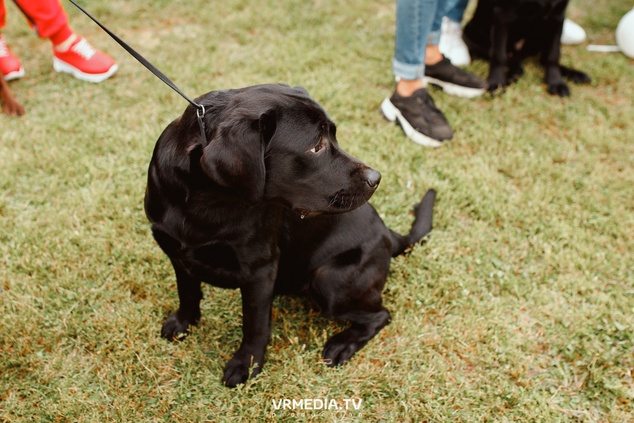 Монопородная выставка лабрадоров «КУЗБАСС 2021»