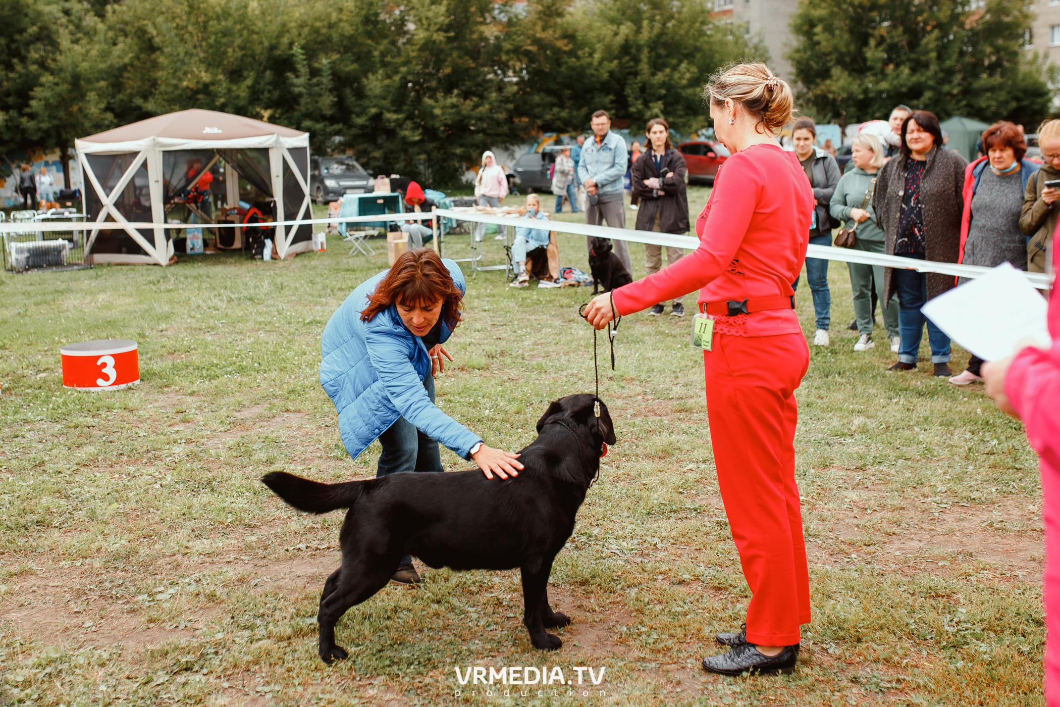 Монопородная выставка лабрадоров «КУЗБАСС 2021»