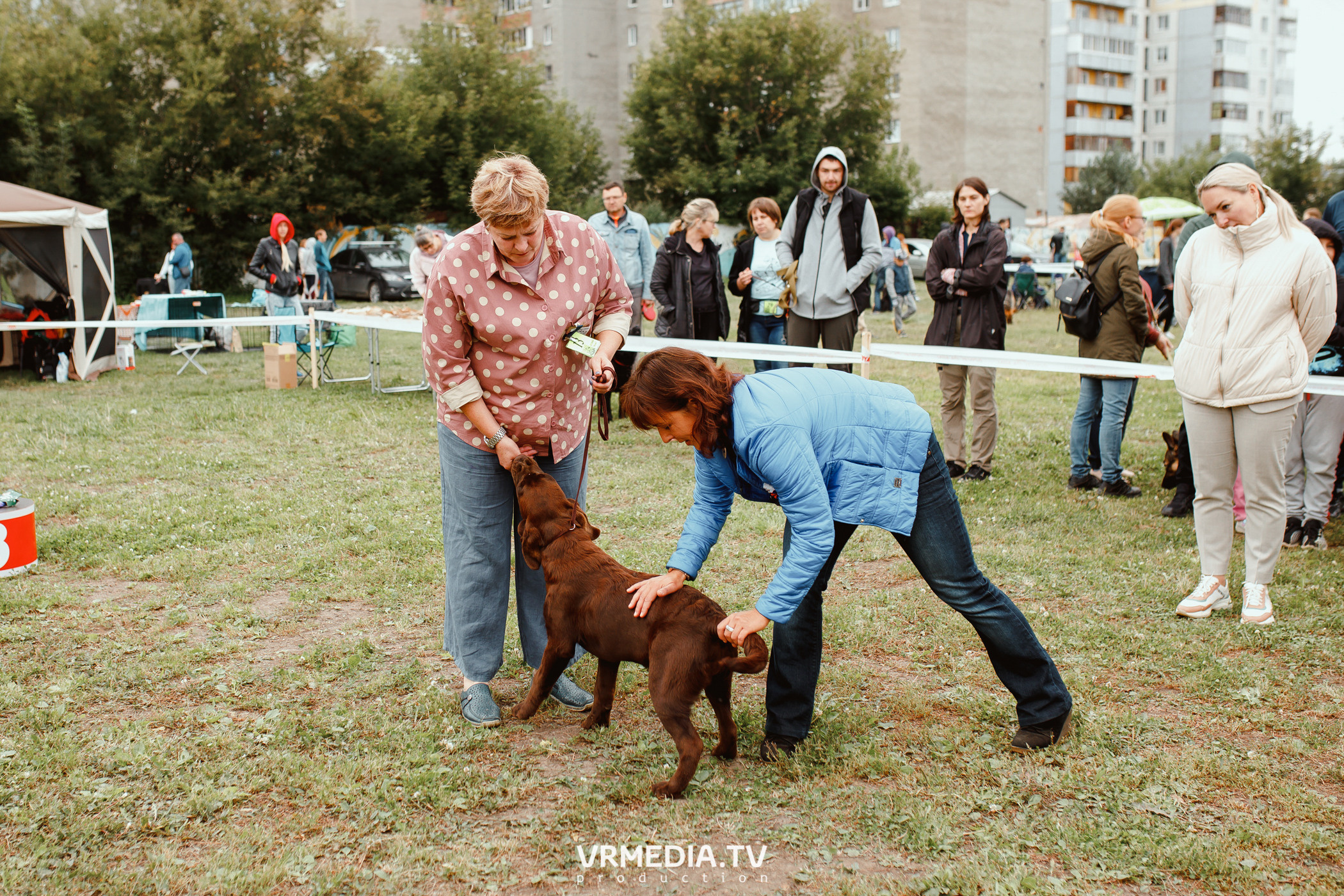 Монопородная выставка лабрадоров «КУЗБАСС 2021»