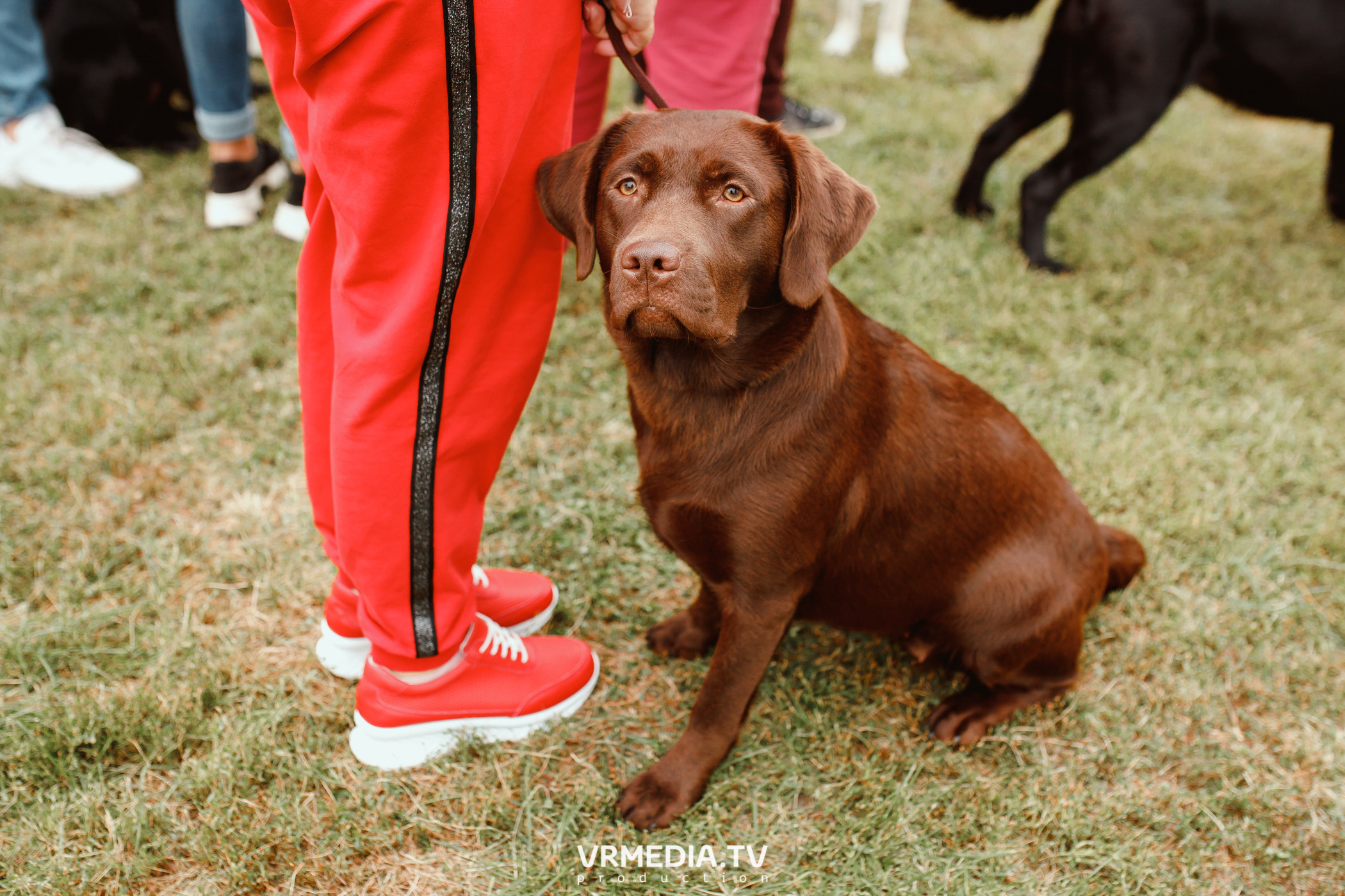 Монопородная выставка лабрадоров «КУЗБАСС 2021»