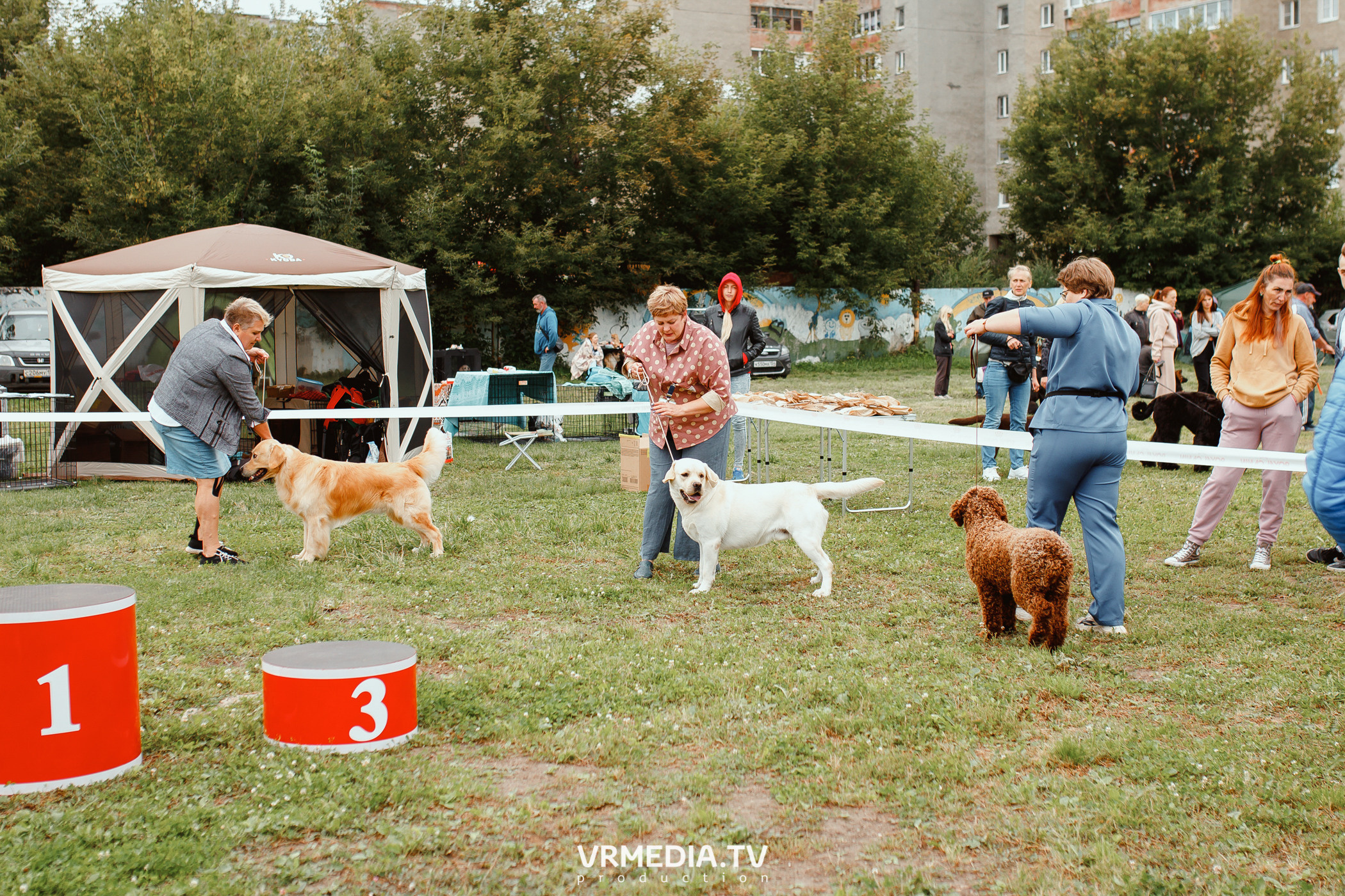 Монопородная выставка лабрадоров «КУЗБАСС 2021»