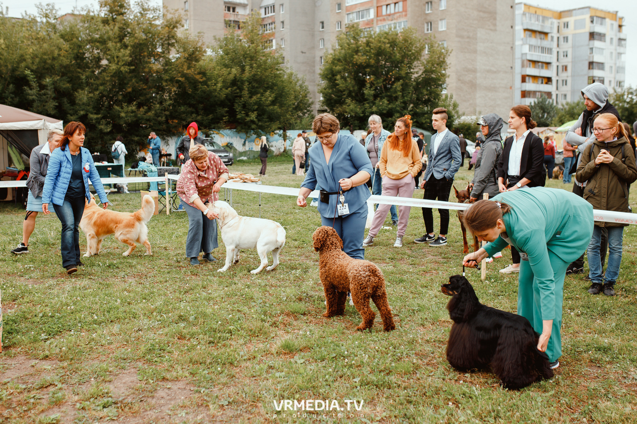 Монопородная выставка лабрадоров «КУЗБАСС 2021»