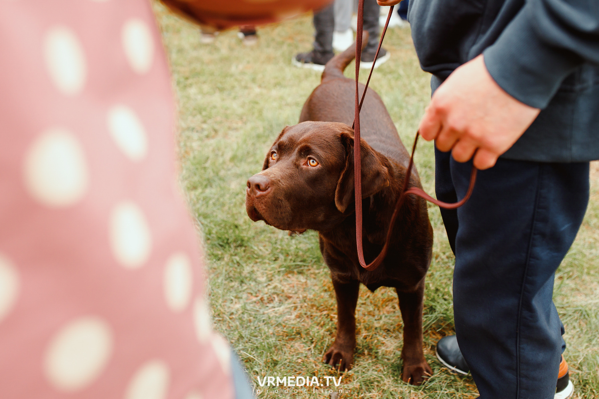 Монопородная выставка лабрадоров «КУЗБАСС 2021»