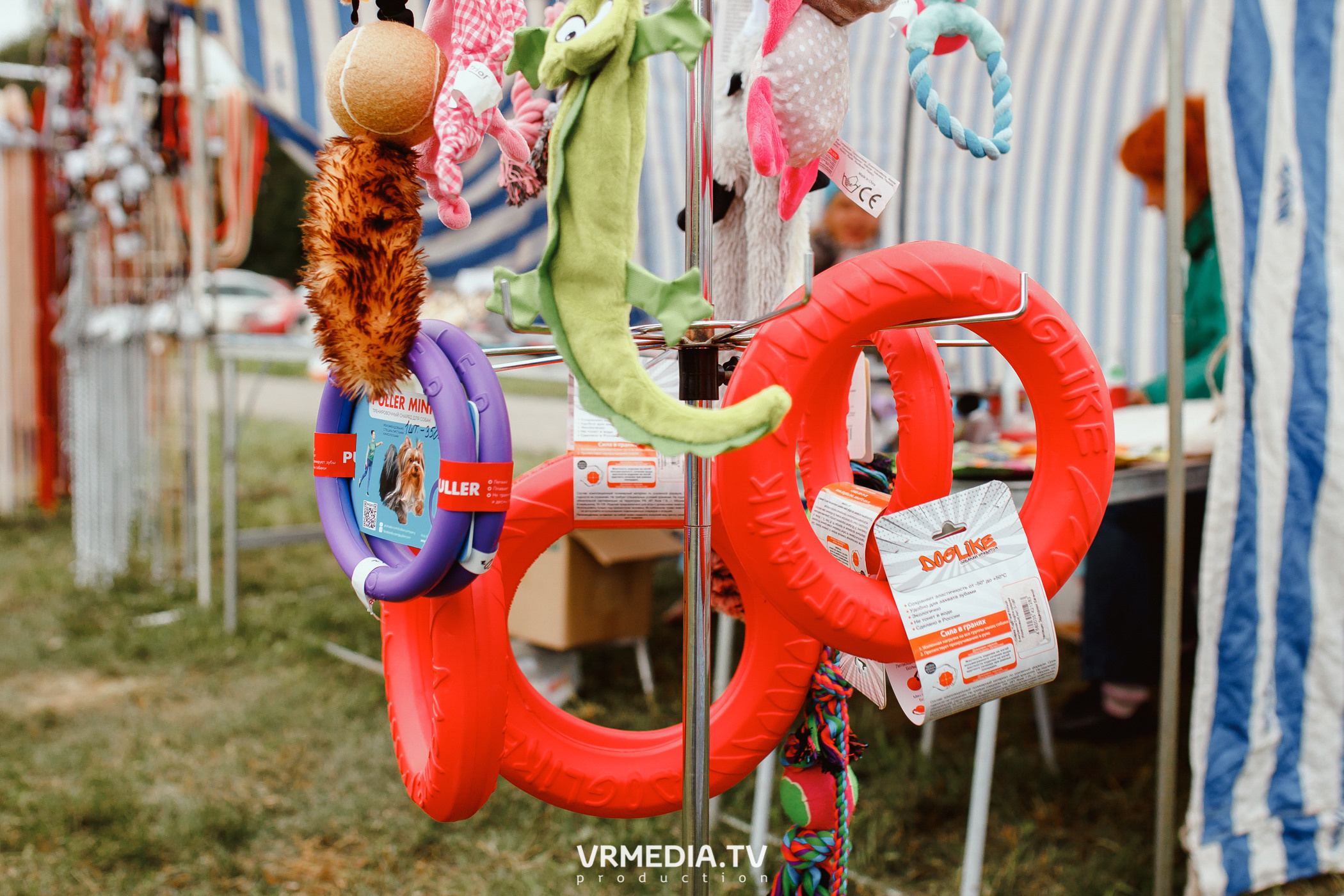 Монопородная выставка лабрадоров «КУЗБАСС 2021»