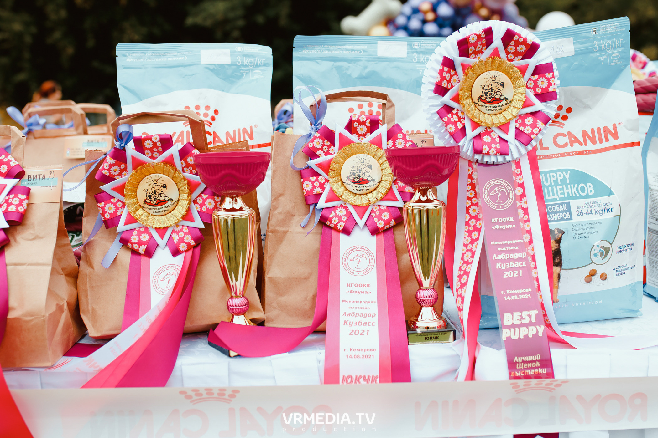 Монопородная выставка лабрадоров «КУЗБАСС 2021»