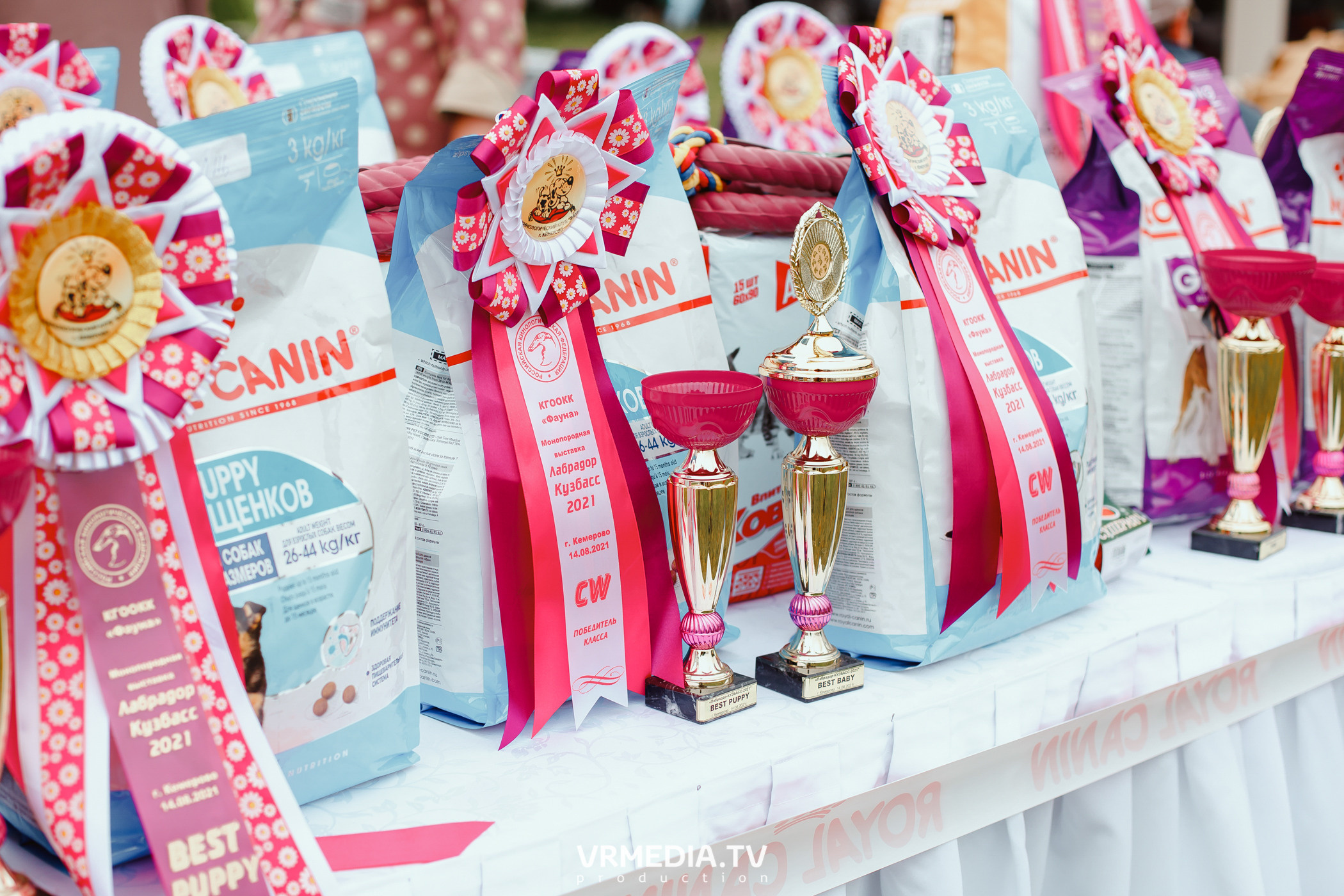 Монопородная выставка лабрадоров «КУЗБАСС 2021»