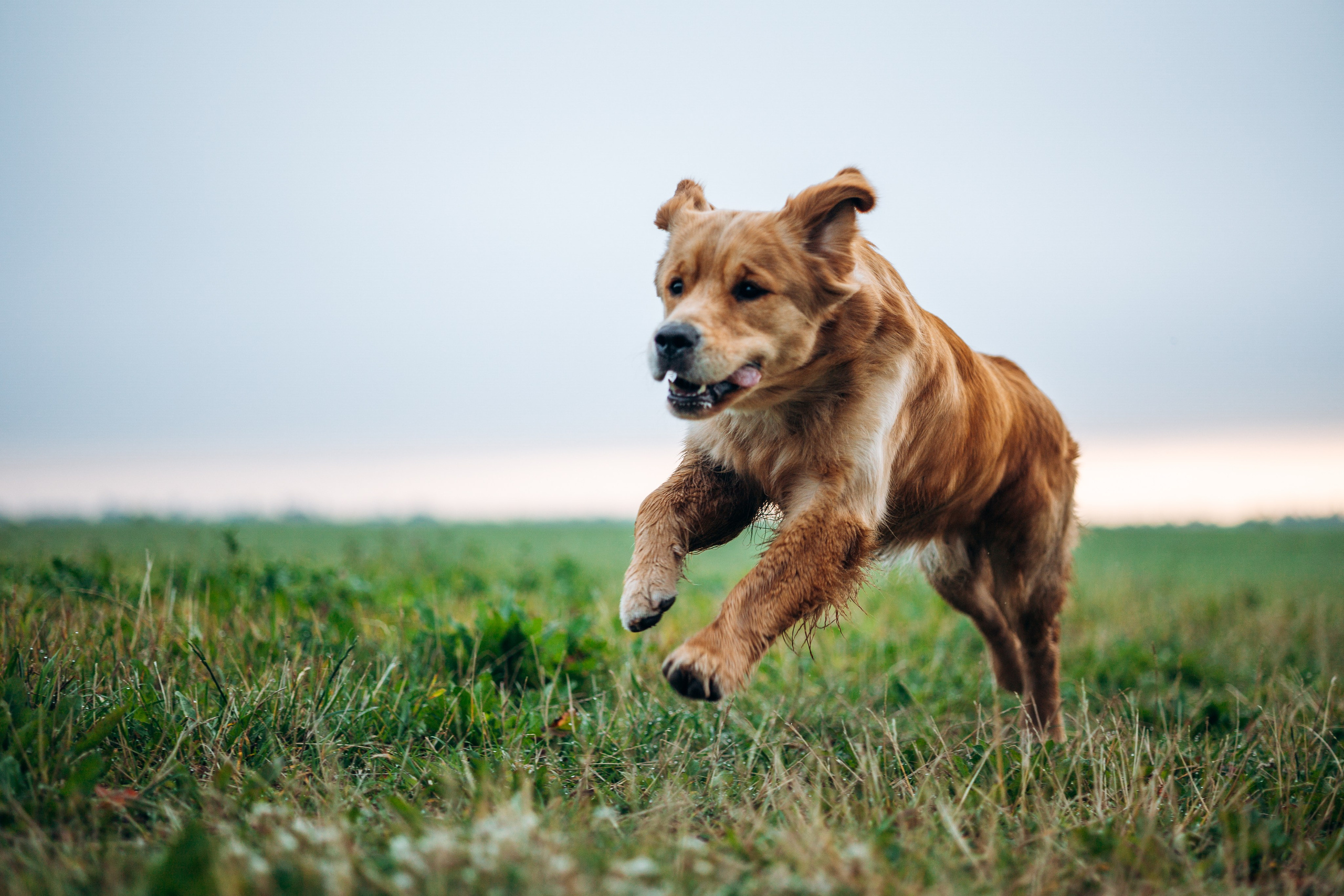 Аня и Ноллан. Фотограф — Анималист | Санкт-Петербург