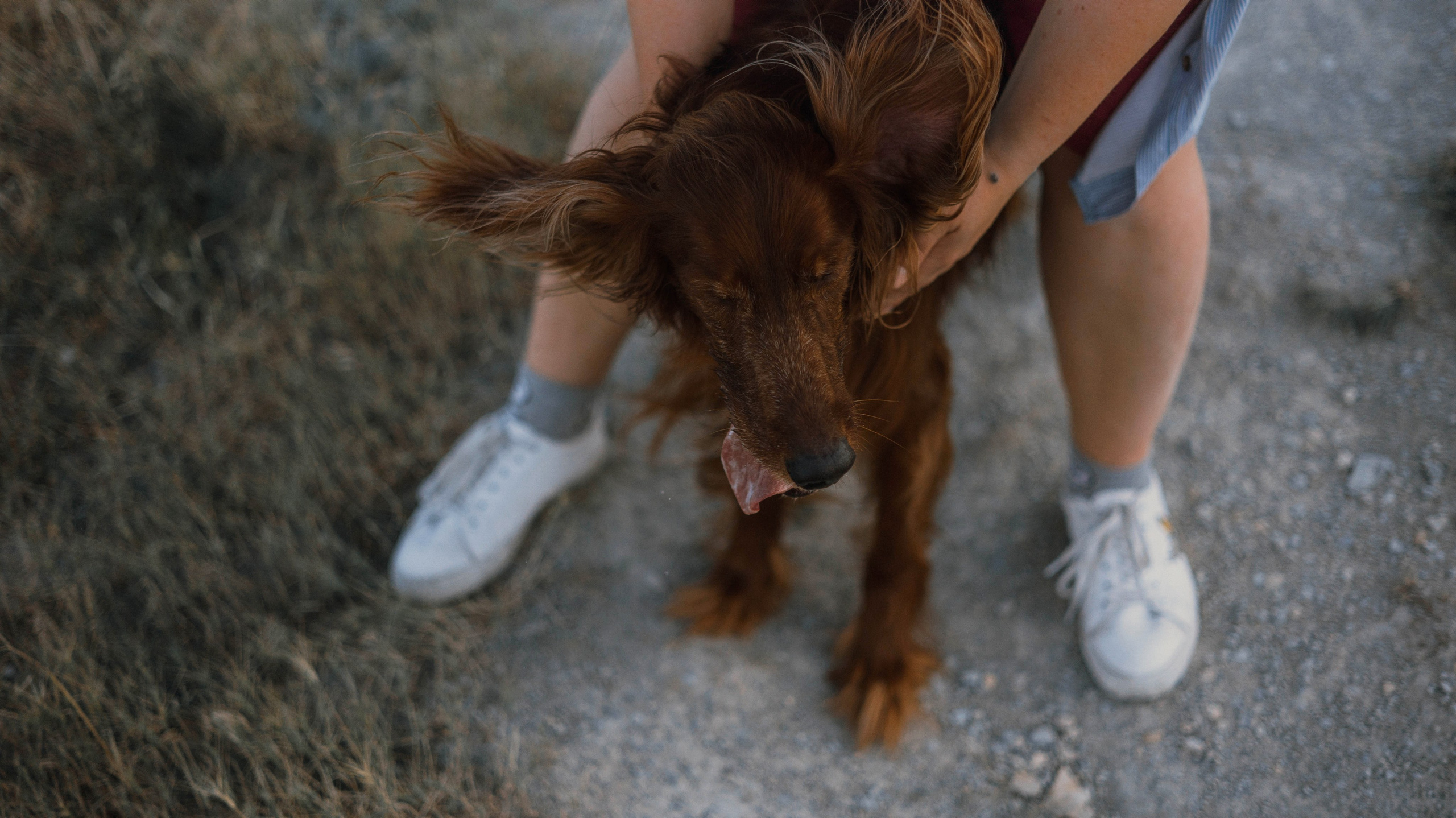 Ольга и Шеймас. Фотограф-анималист Богданова Полина
