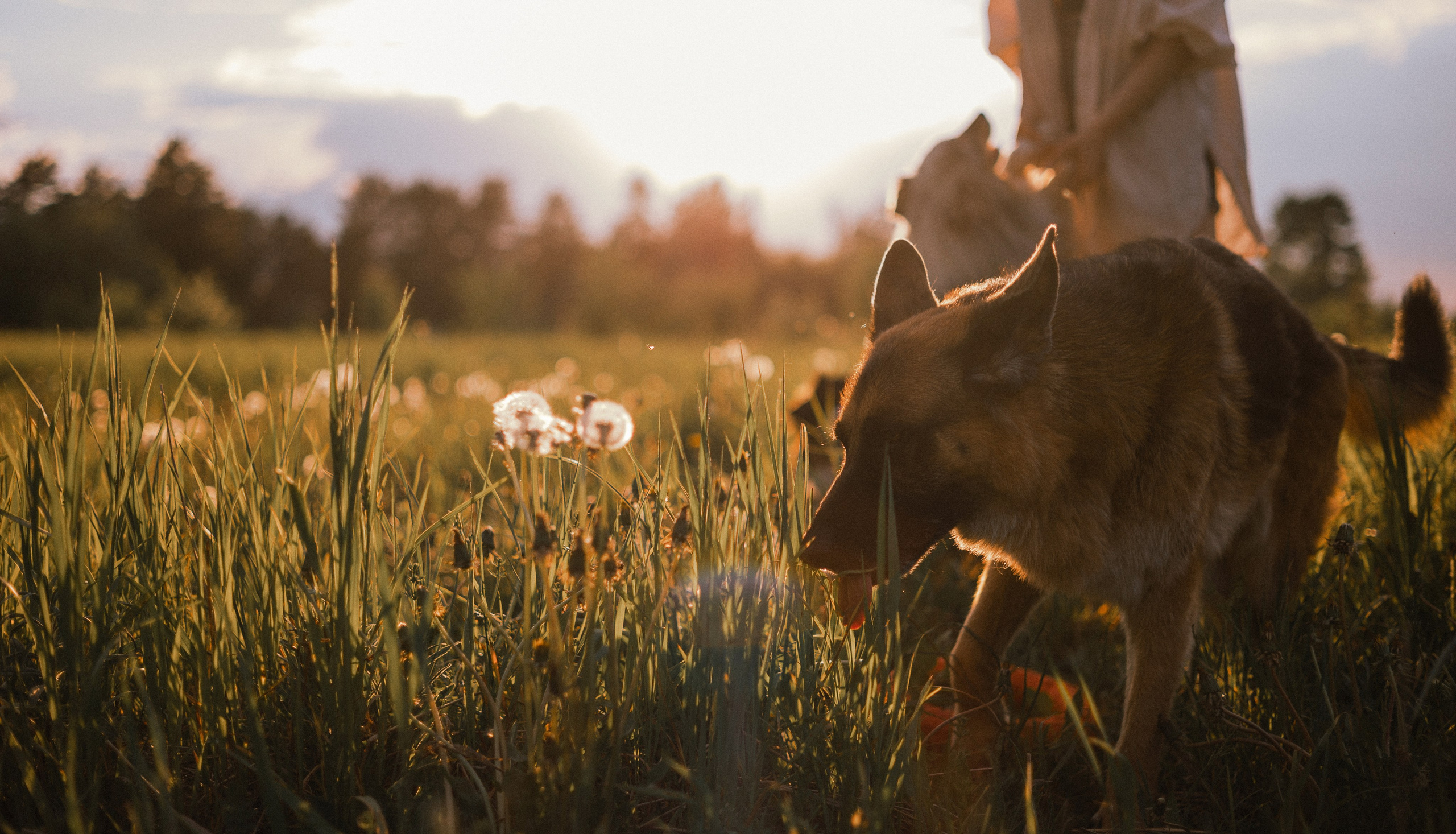 Настя, Шуня, Милка и Тигуан. Фотограф-анималист Богданова Полина
