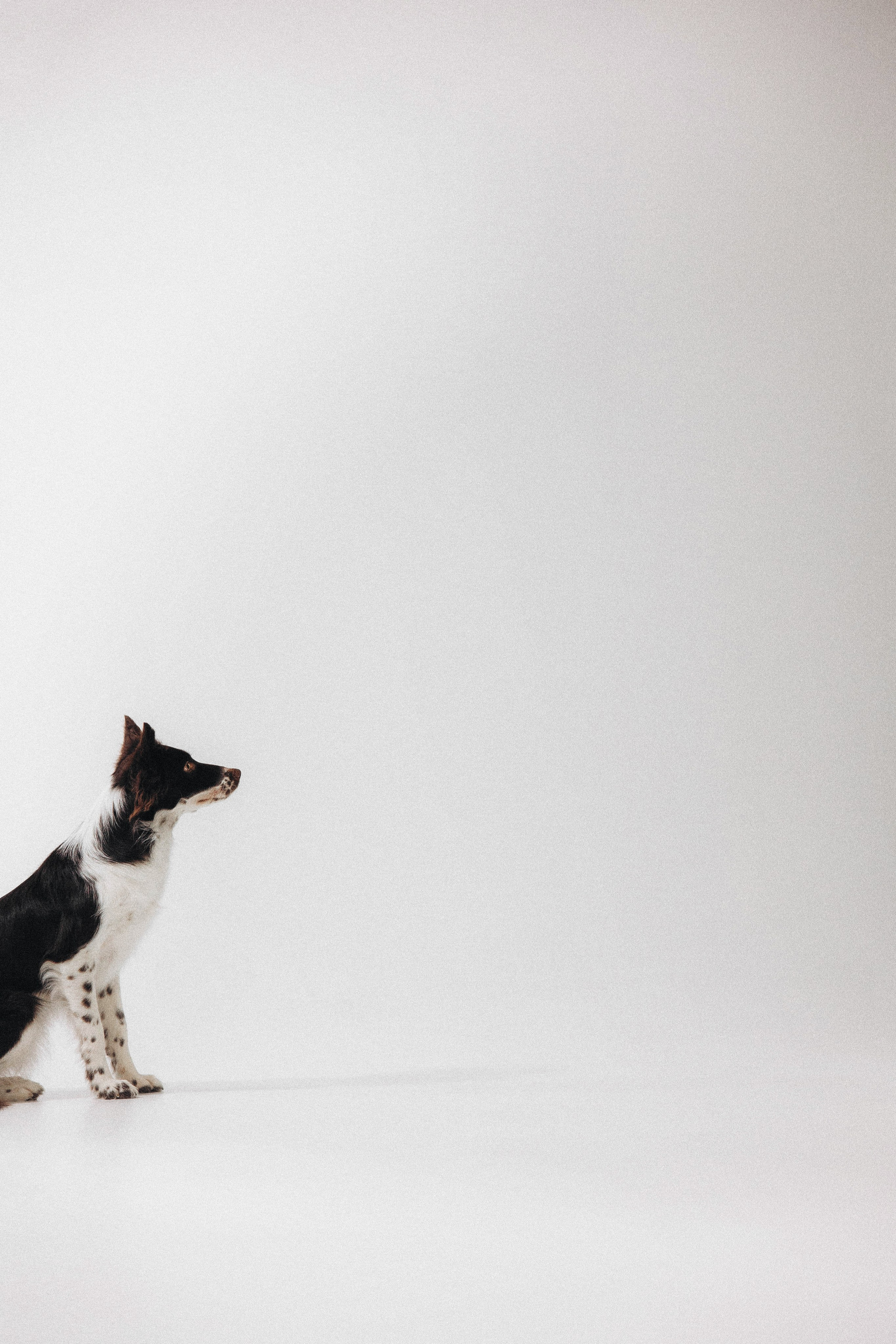 Алена и Гвендолин. Фотограф-анималист Богданова Полина