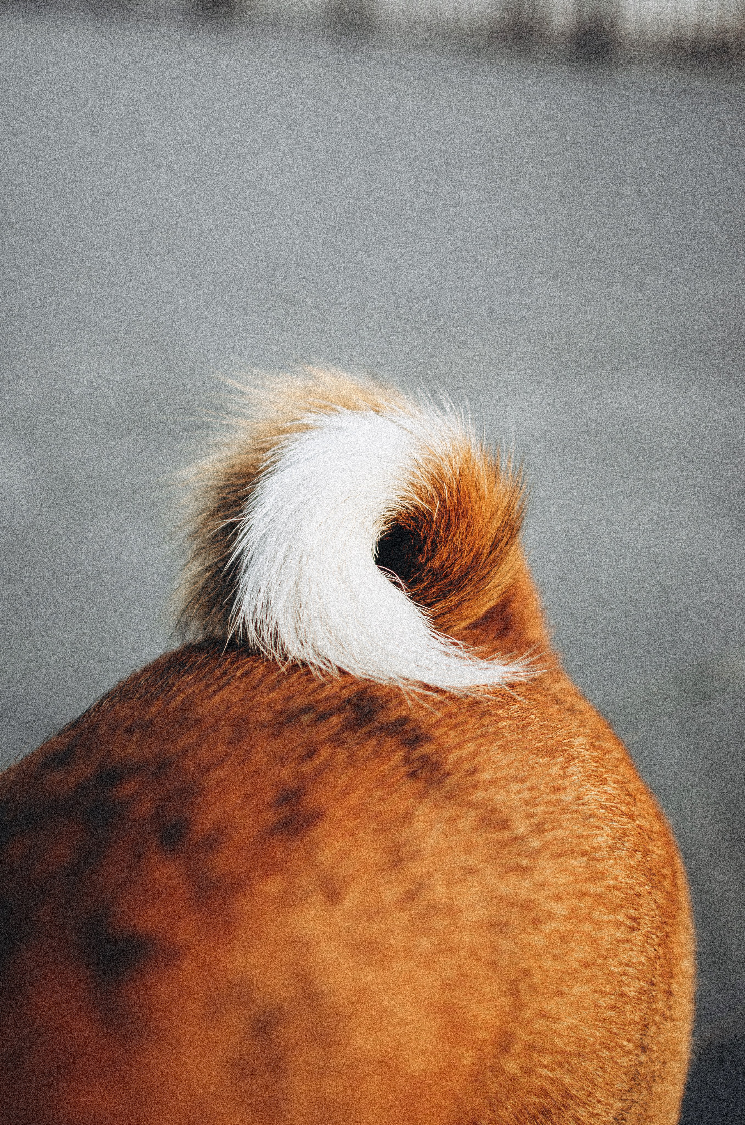Снежана и Мэнни. Фотограф-анималист Богданова Полина