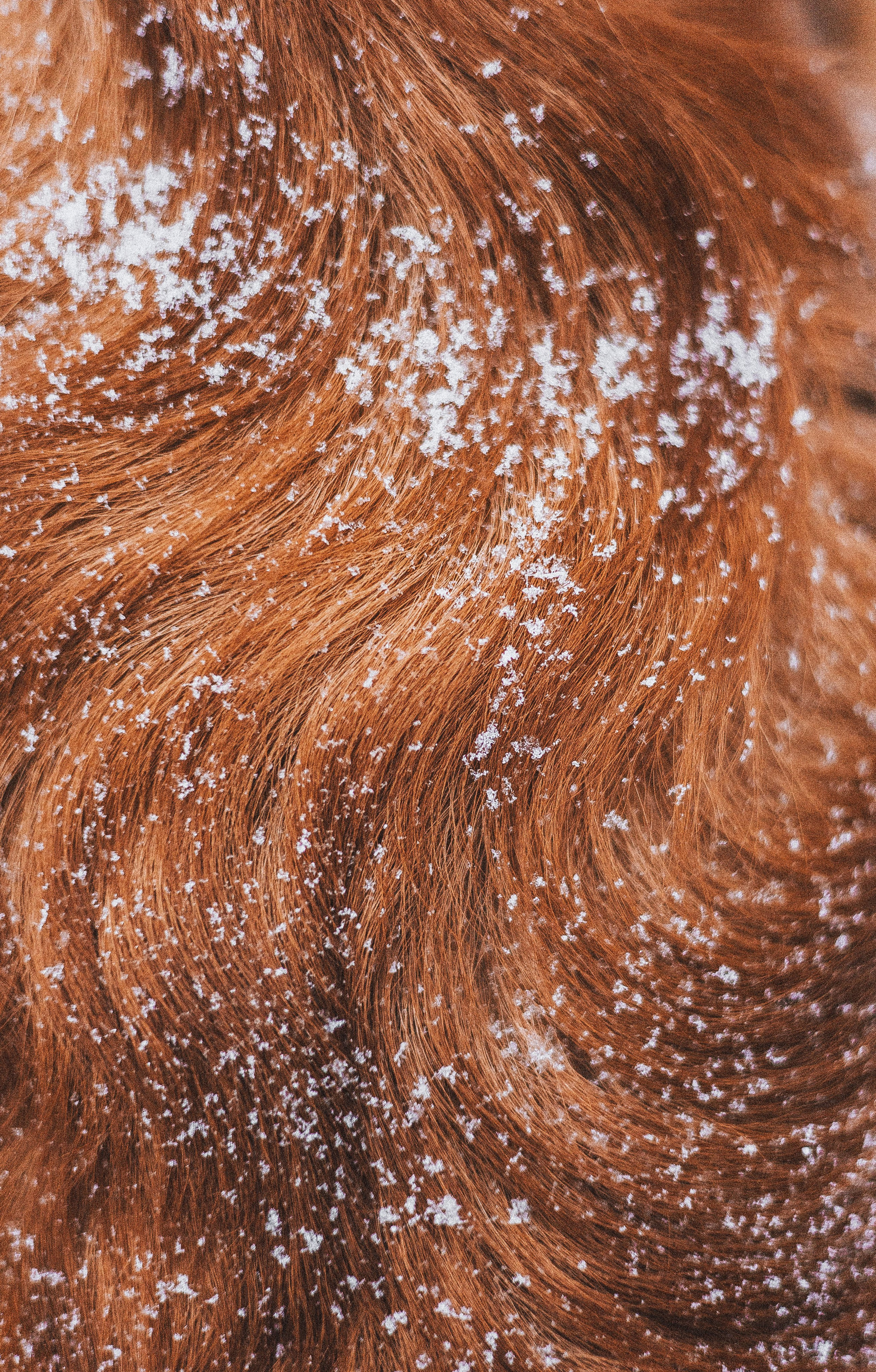 Саша, Юля, Грэй и Джой. Фотограф-анималист Богданова Полина