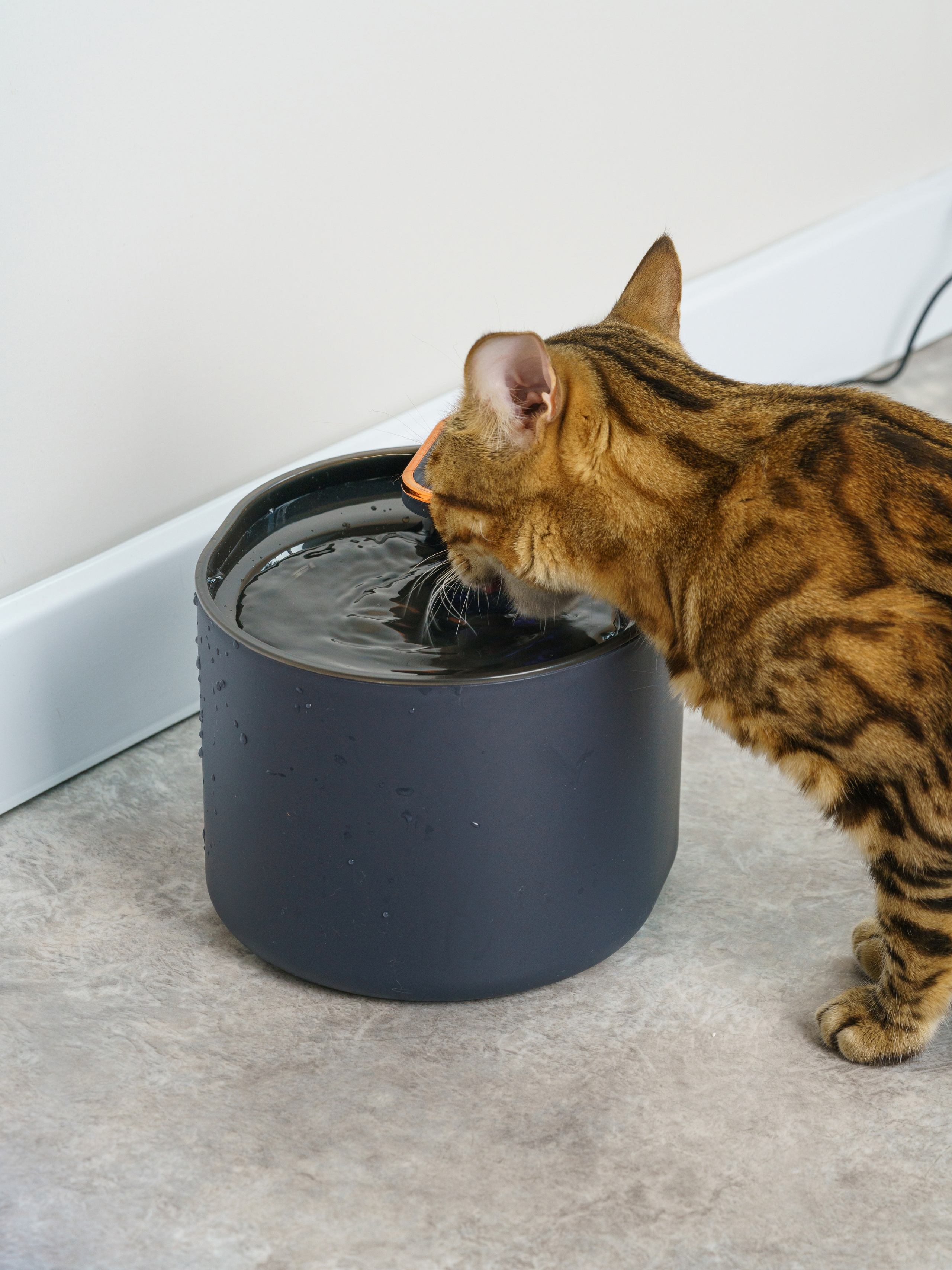 Съемки с животными. КЕД Студия-контент агентство полного цикла СПБ. Создаём фото, видео и контент, который помогает брендам и селлерам продавать больше