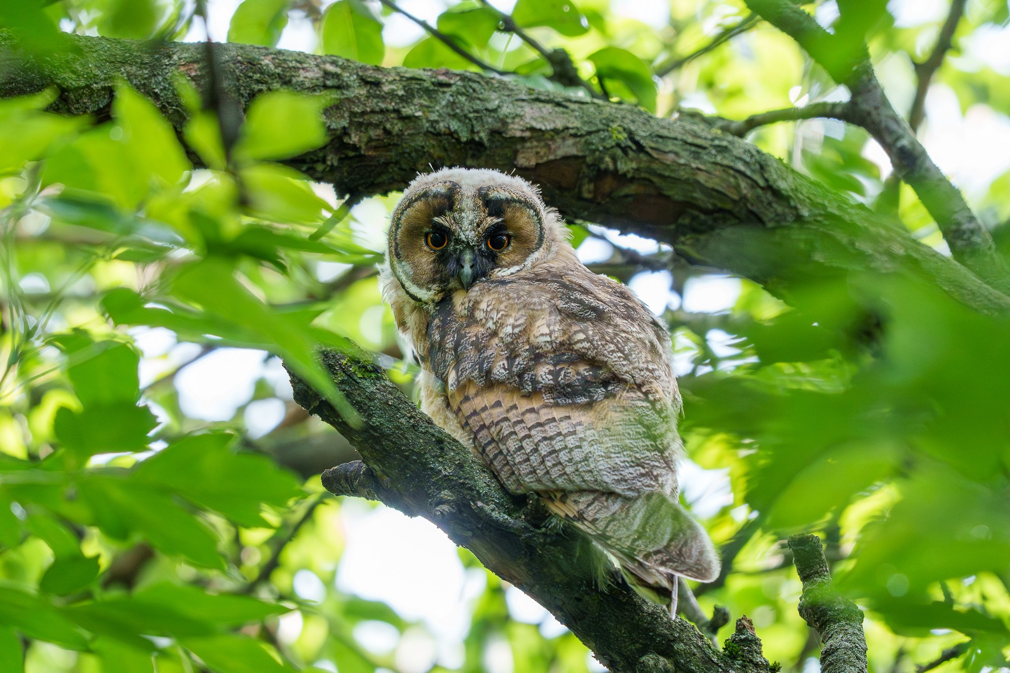 Удивительные мир птиц. Вокруг нас столько прекрасного — присмотритесь!. Ваш личный фотограф Марина Волкова