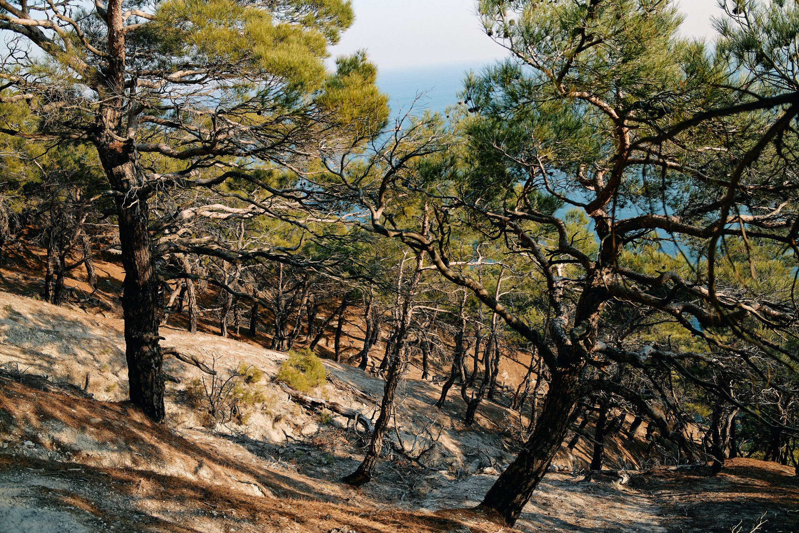 Юг России. Профессиональный Фотограф во Владимире, в Москве и в Суздале — Полина Романычева