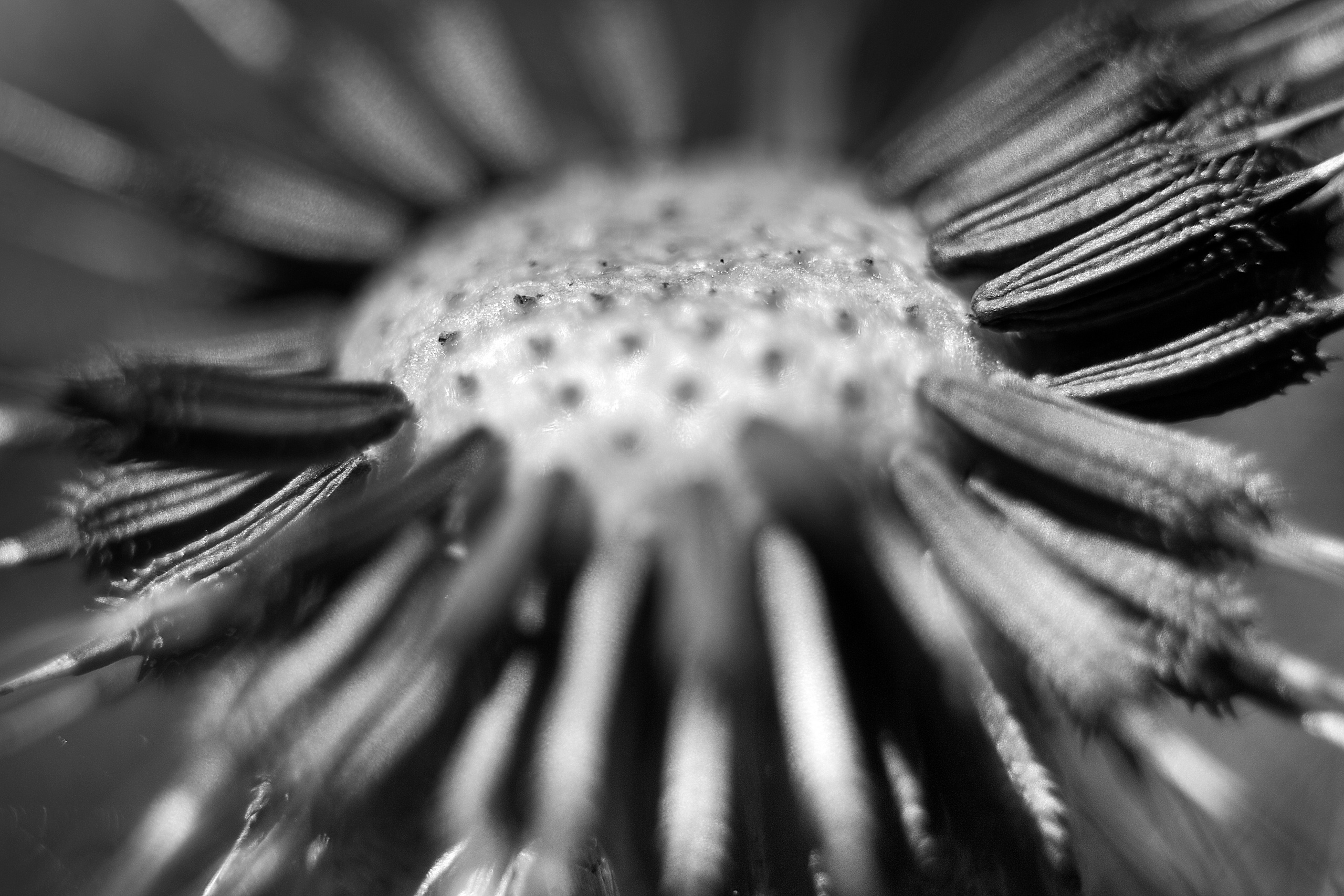 Макро. Фотограф Лагутин Анатолий