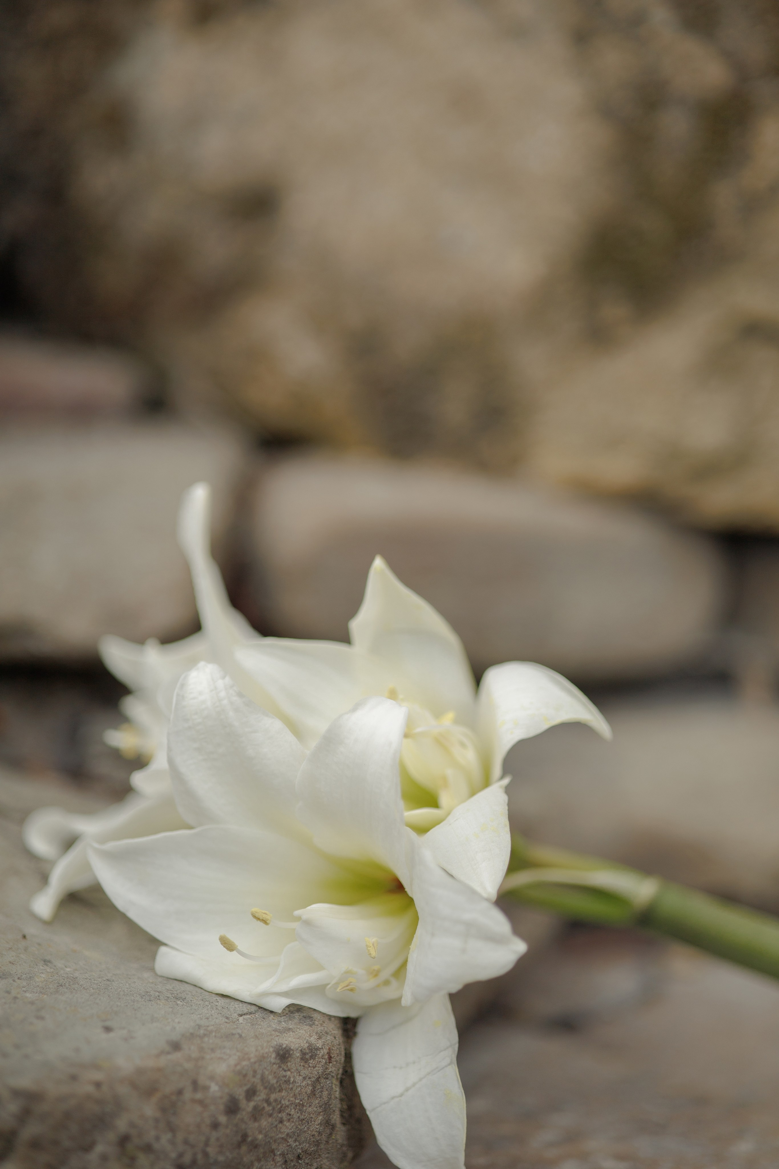 Свадьба в Персиковом замке. Семейный и портретный фотограф в Геленджике Любовь Бодрова