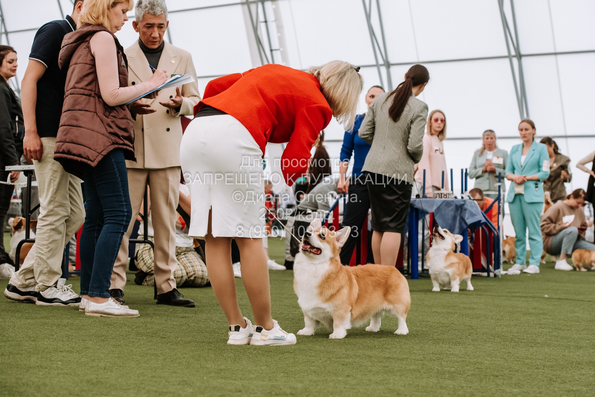 Выставка собак Красноярск 2.06. Фотограф Диана Оленина Красноярск / Братск