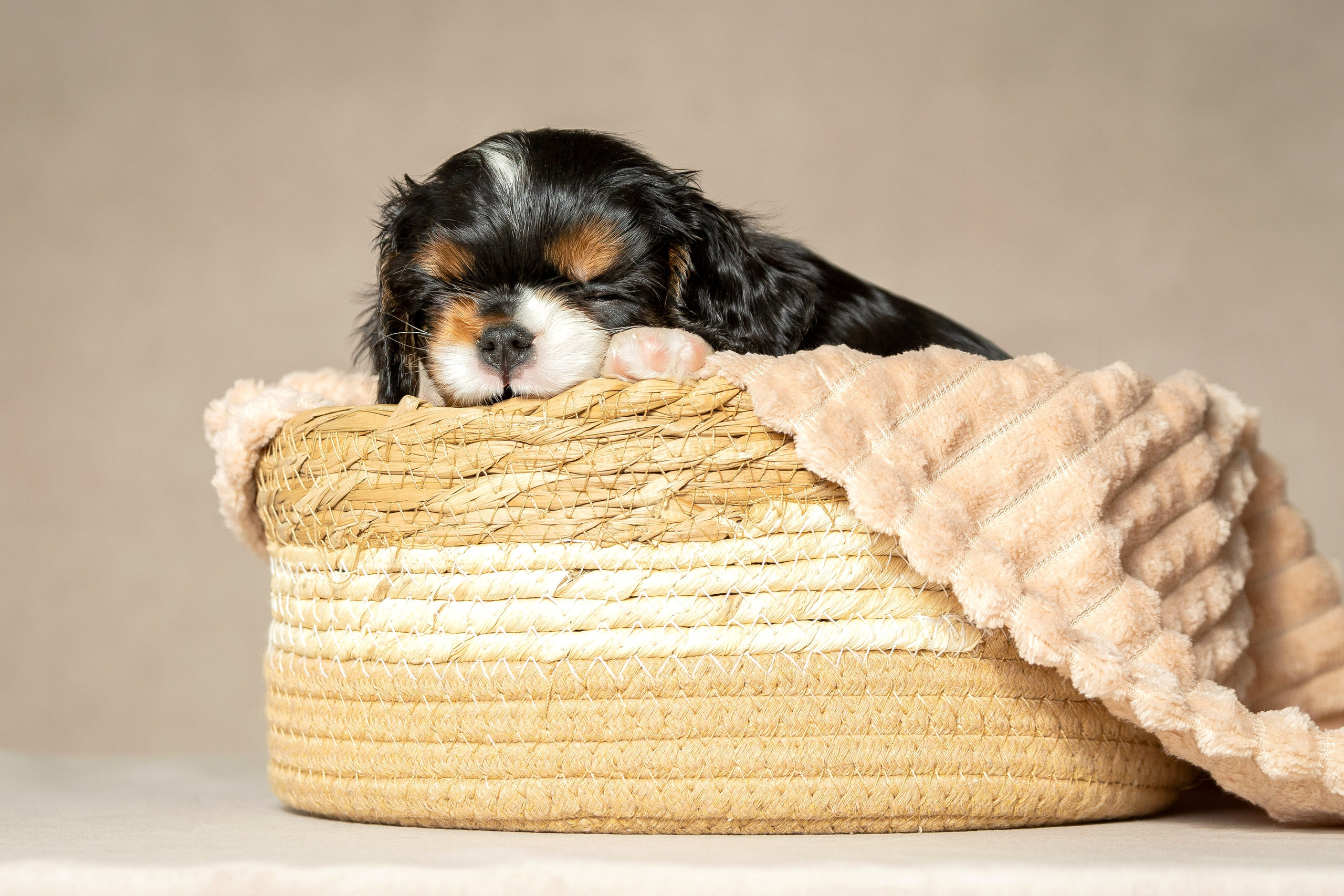 Кавалер Кинг Чарльз спаниель. Юлия Микульская. Рыбинск