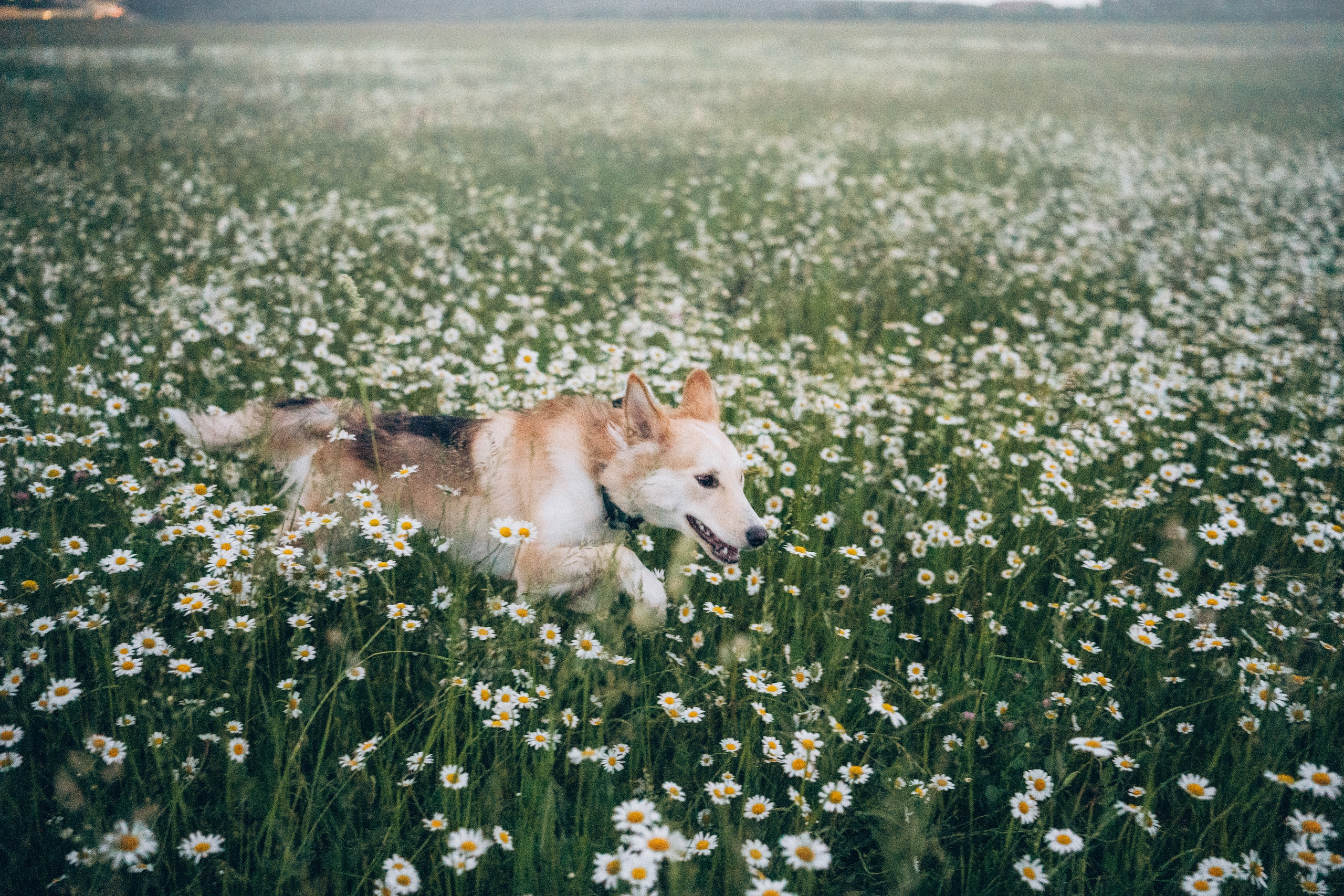 Соня и Кора. Фотограф анималист в Москве и Санкт-Петербурге Свиридова Анна