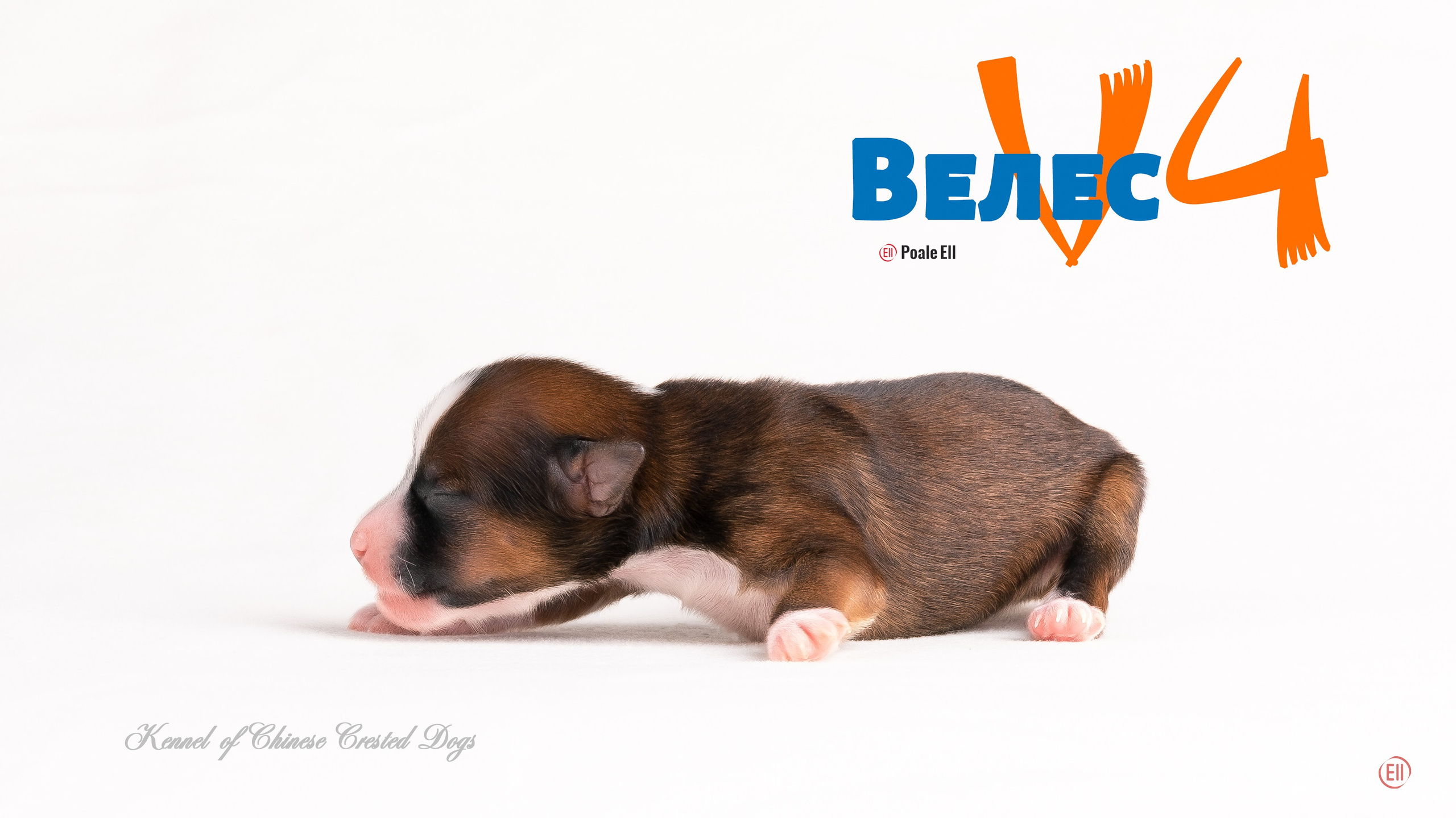 Помёт V. Питомник китайских хохлатых собак Poale Ell: купить щенка