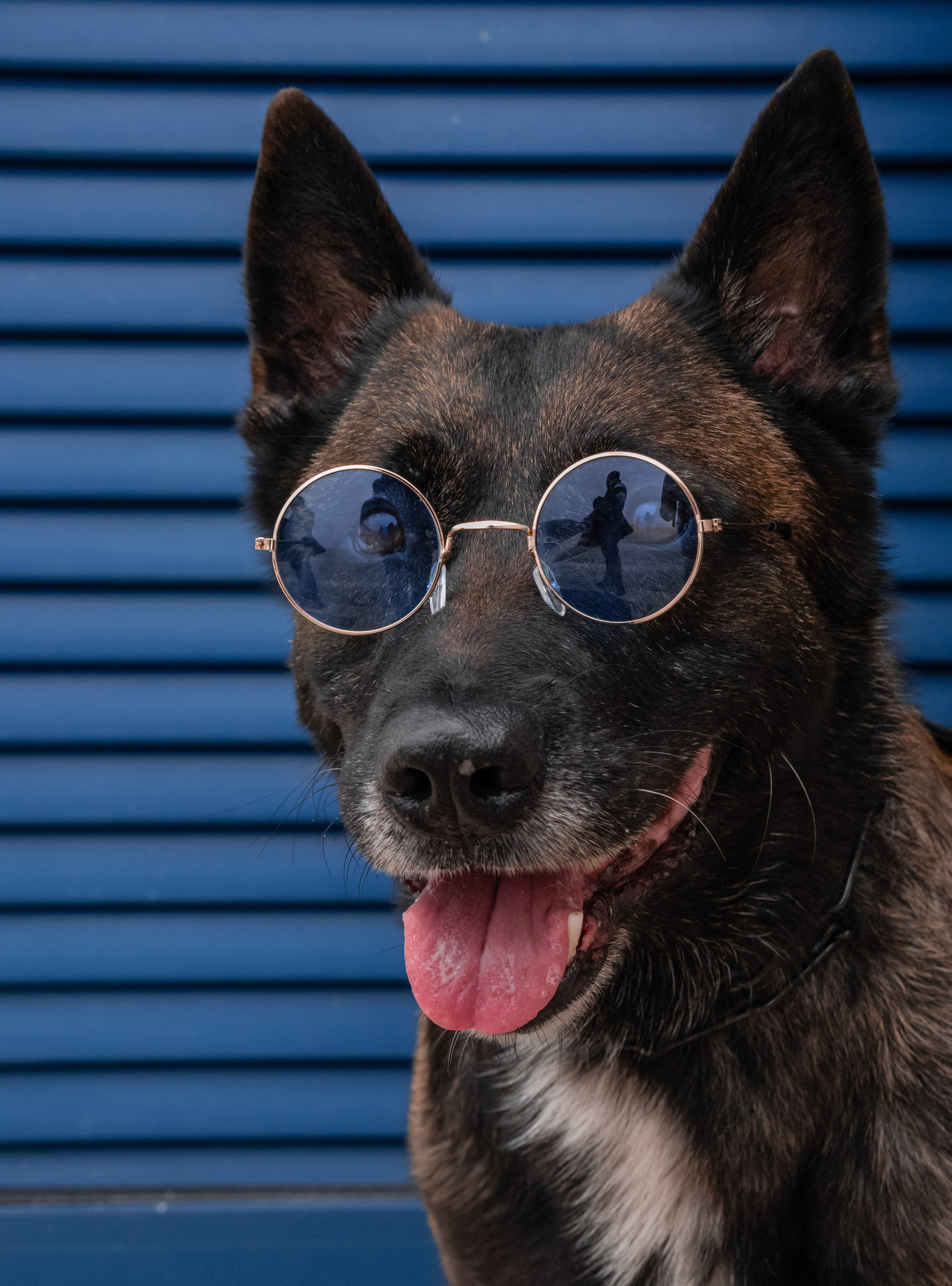 Photoshoot with a dog in Montenegro. Portrait photographer in Tivat Montenegro Katerina Kirsanova