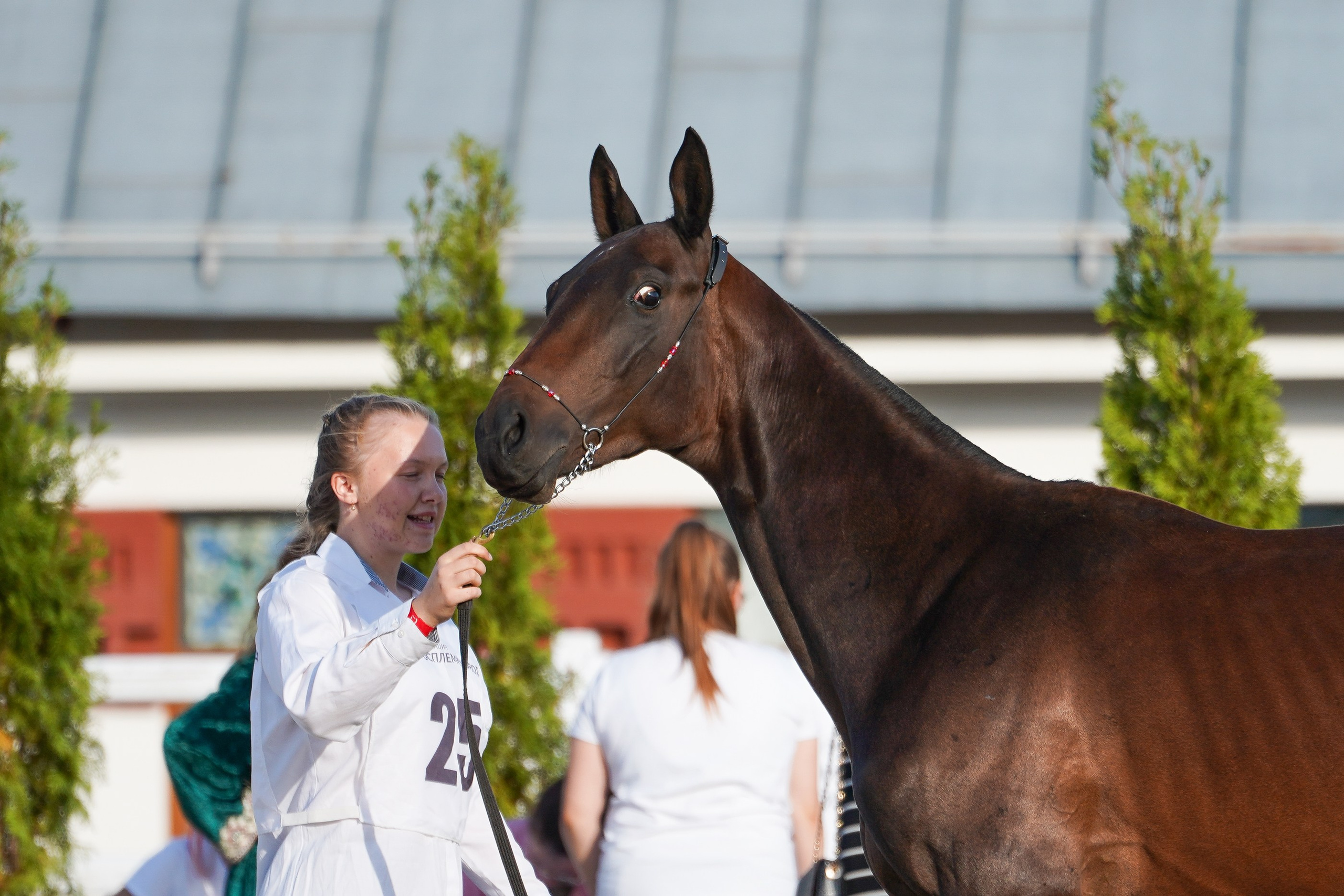 Чемпионат лошадей чистокровной ахалтекинской породы «КУБОК РОССИИ — 2024». Фотограф-анималист, портретный фотограф в Чебоксарах Мария Садыкова