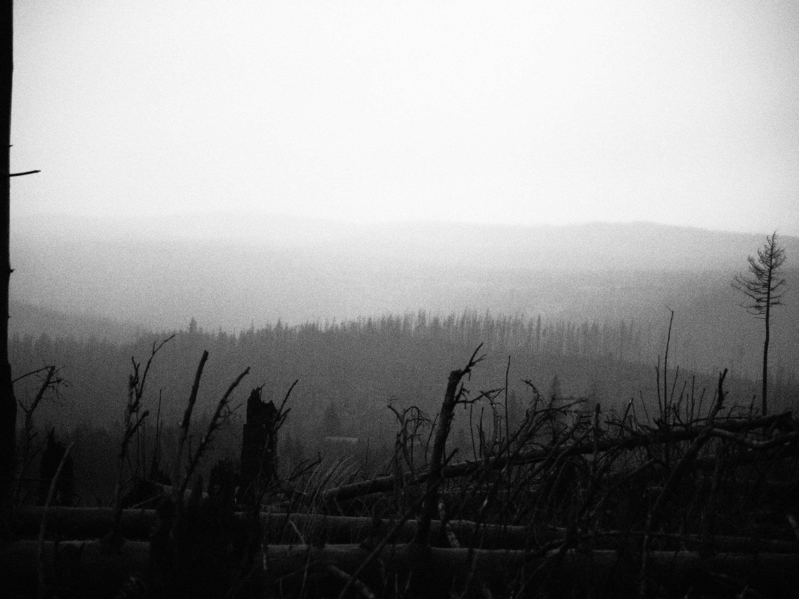 Таинственный лес. Репортажный фотограф в Берлине Александра Герман