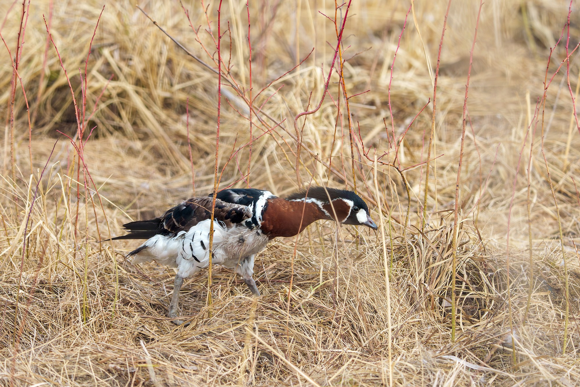 Удивительные мир птиц. Вокруг нас столько прекрасного — присмотритесь!. Ваш личный фотограф Марина Волкова