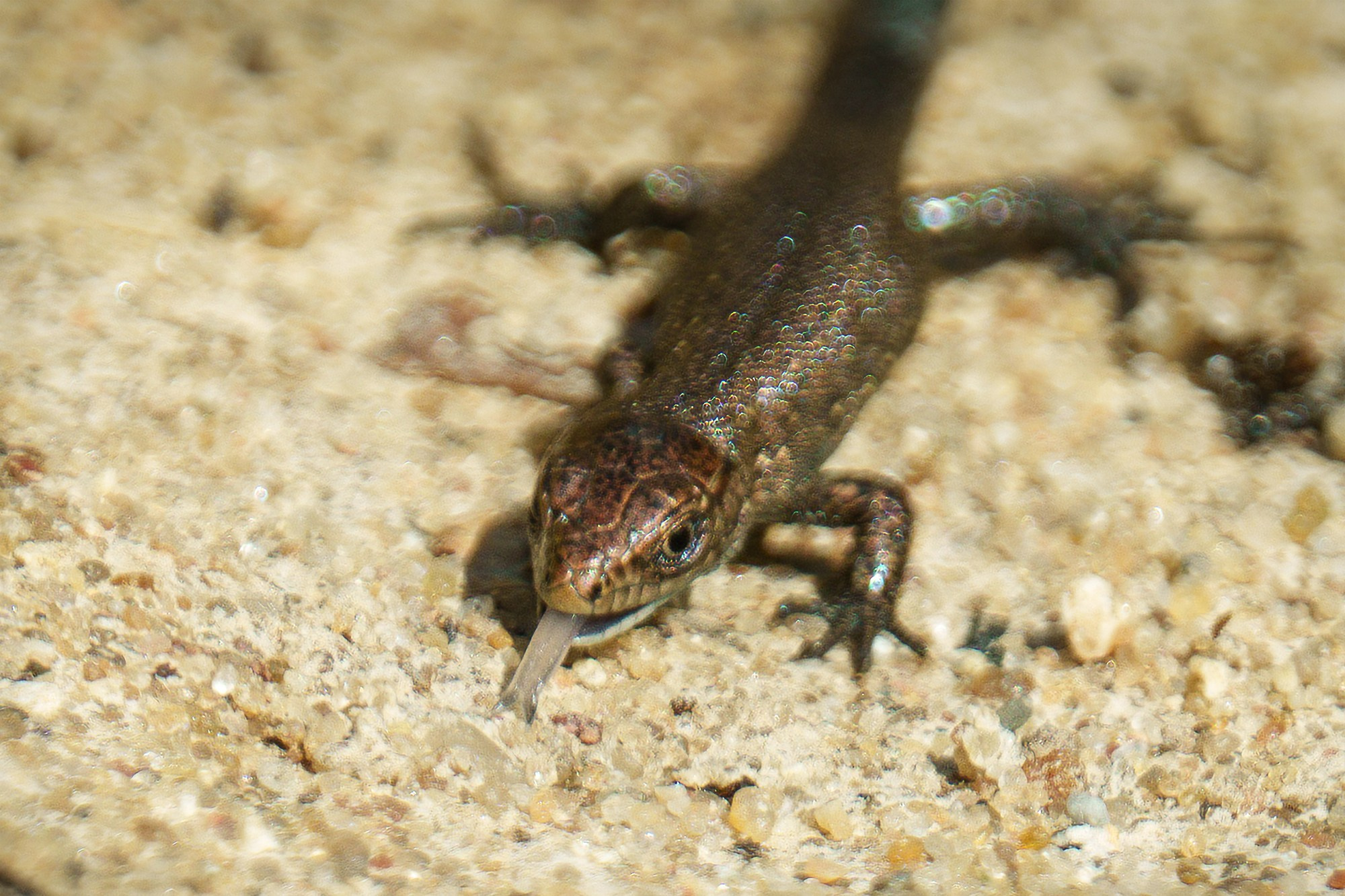 Животные. Ваш личный фотограф Марина Волкова