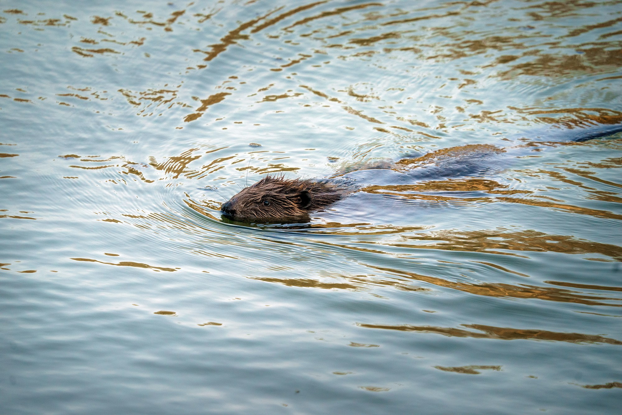 Животные. Ваш личный фотограф Марина Волкова