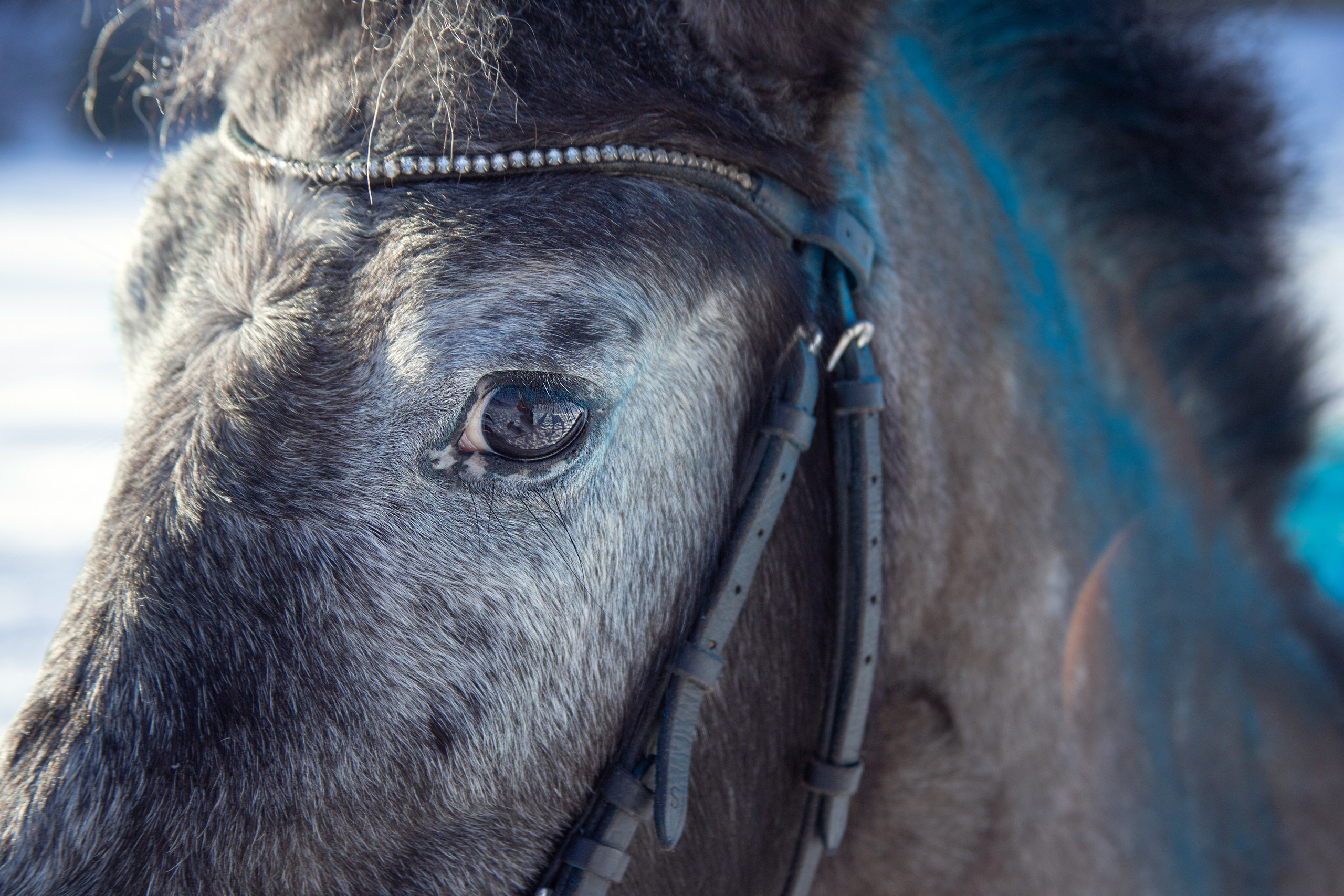 Лошади. Фотосессии с лошадьми в Москве и МО