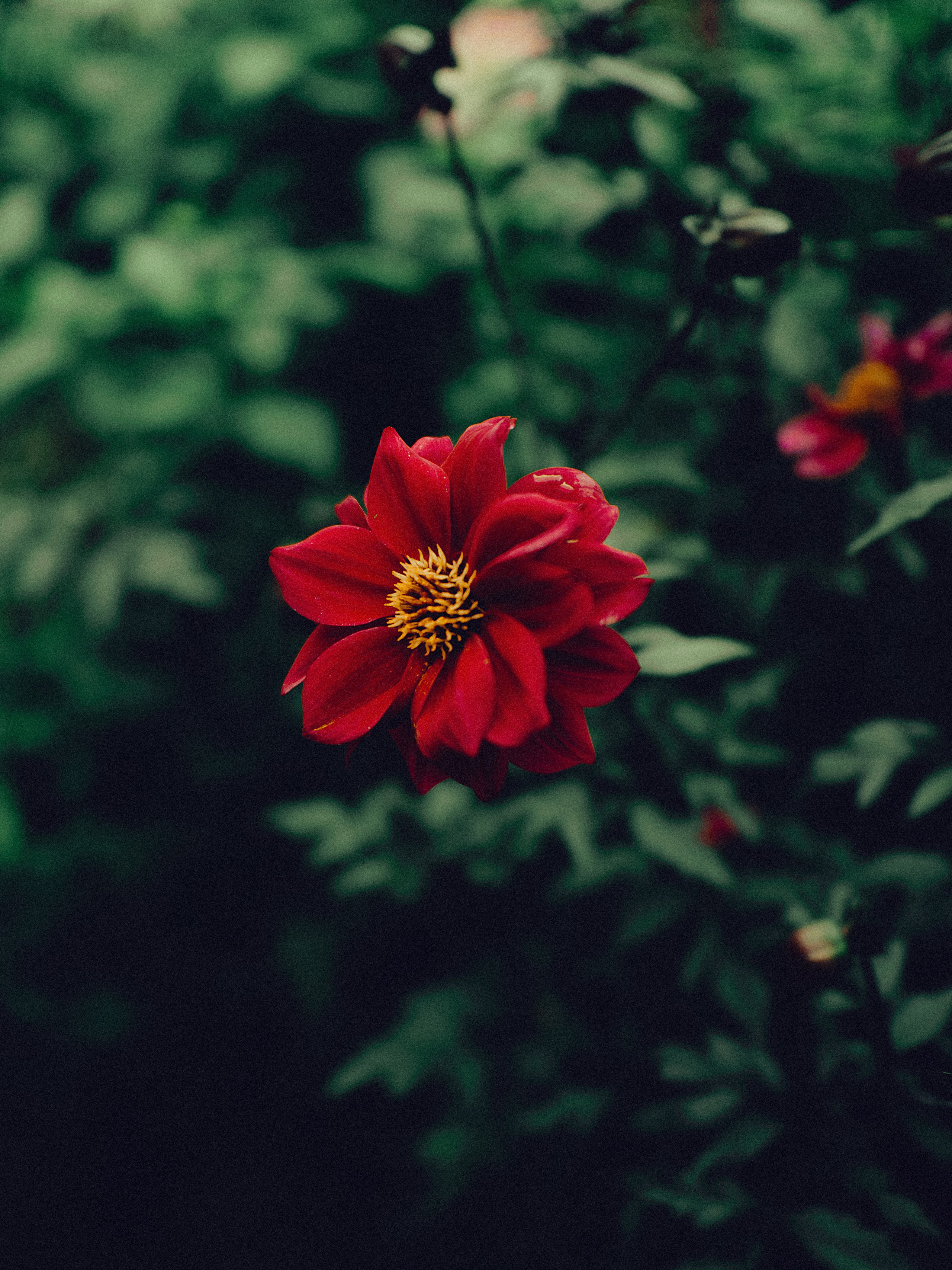 Botanical. Портретный и свадебный фотограф в Москве и Санкт-Петербурге. Учитель фотографии онлайн и оффлайн