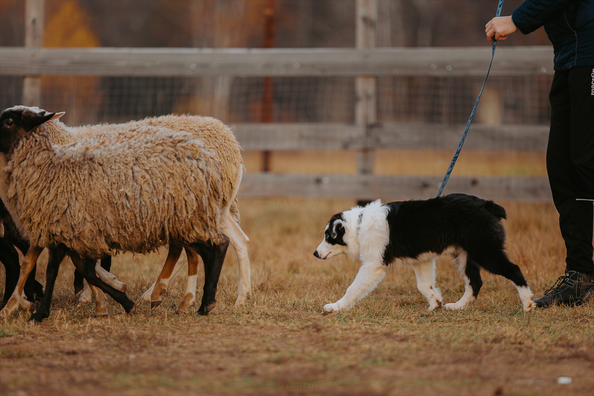 Карныш. BLGKV питомник собак
