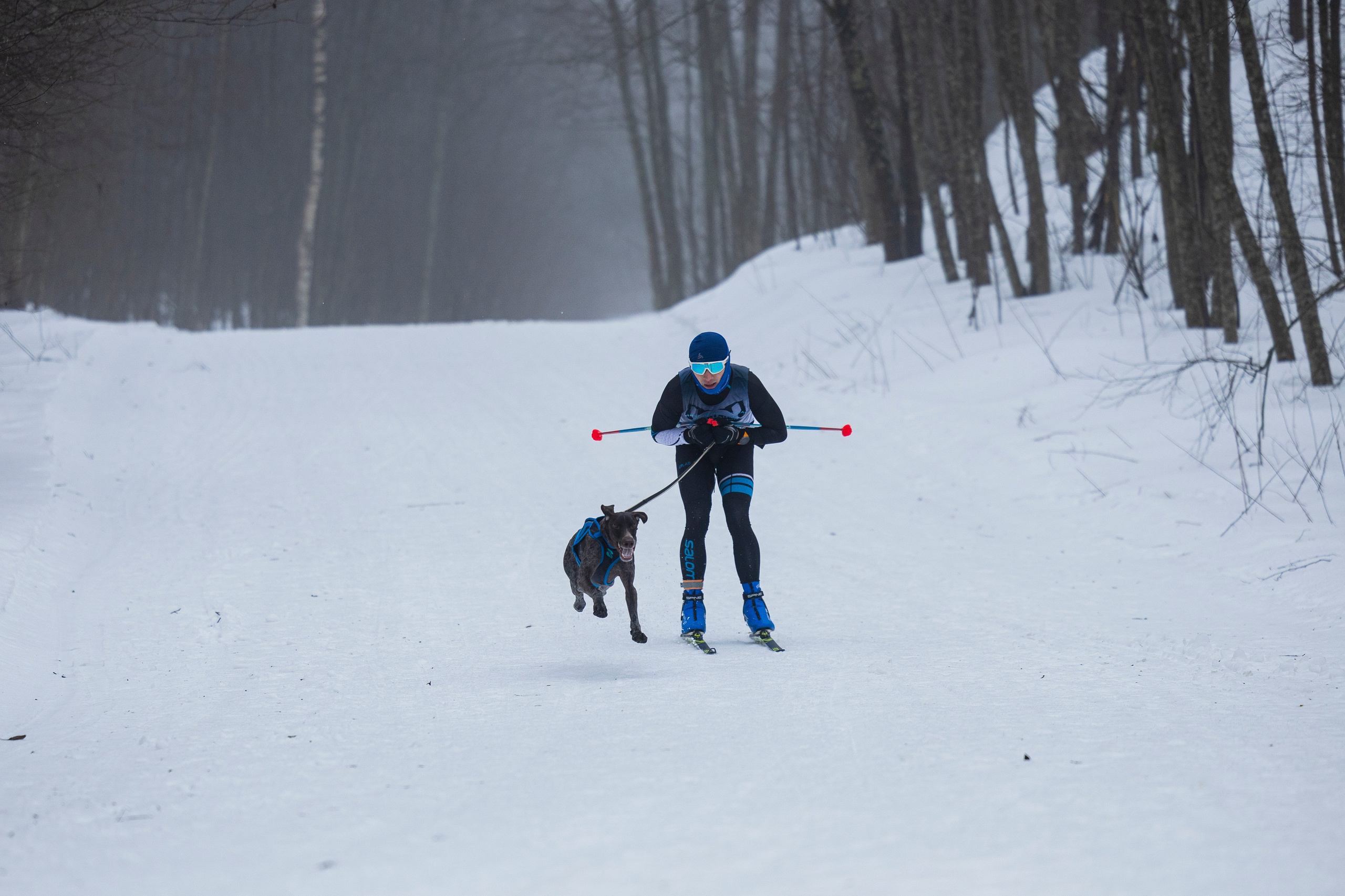 Зимний Чемпионат Санкт-Петербурга по ездовому спорту. Фотограф-анималист Анна Маринич