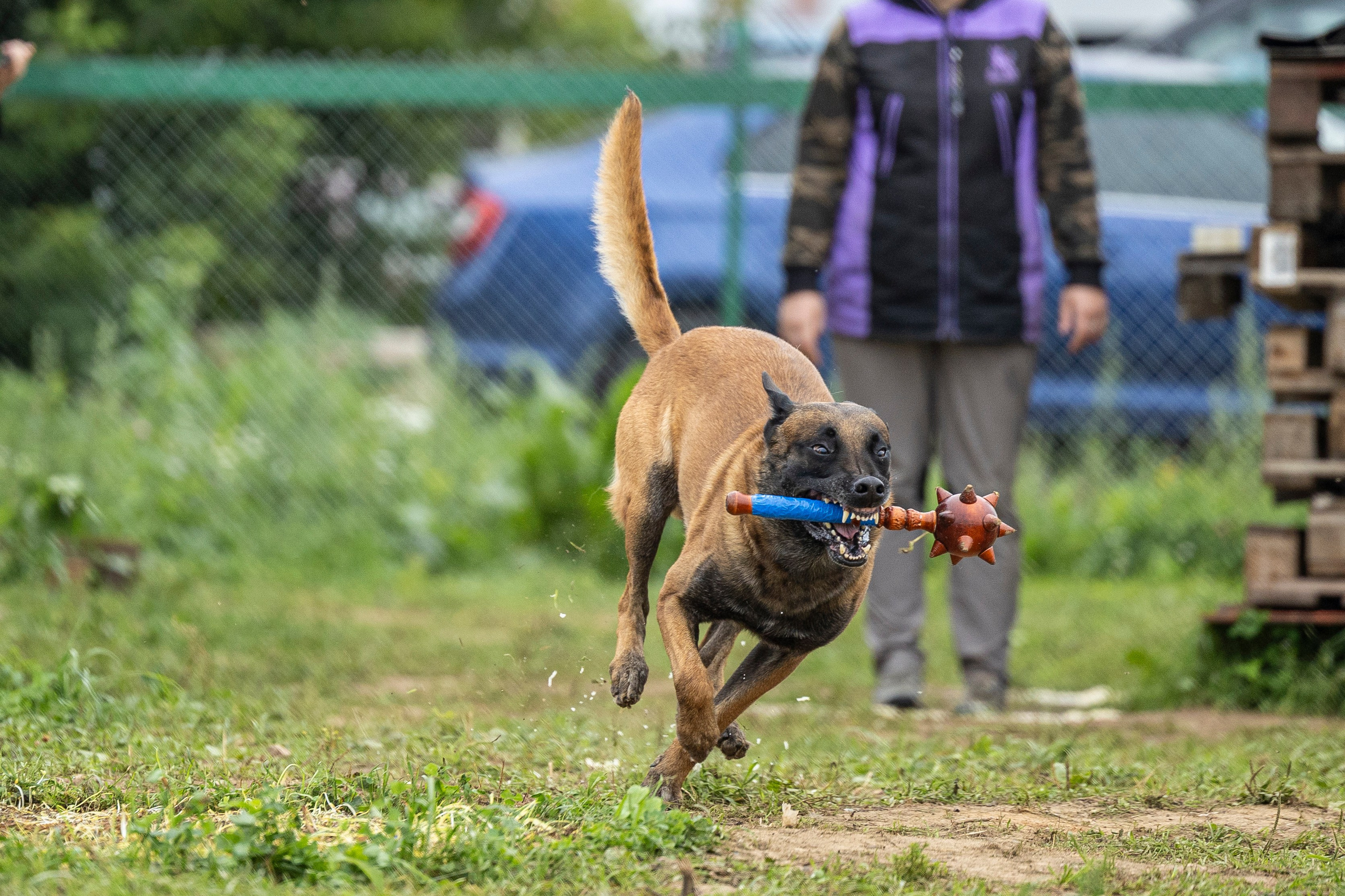 Соревнования по Мондьорингу г. Вологда 10-11.08.2024. Фотограф-анималист Анна Маринич