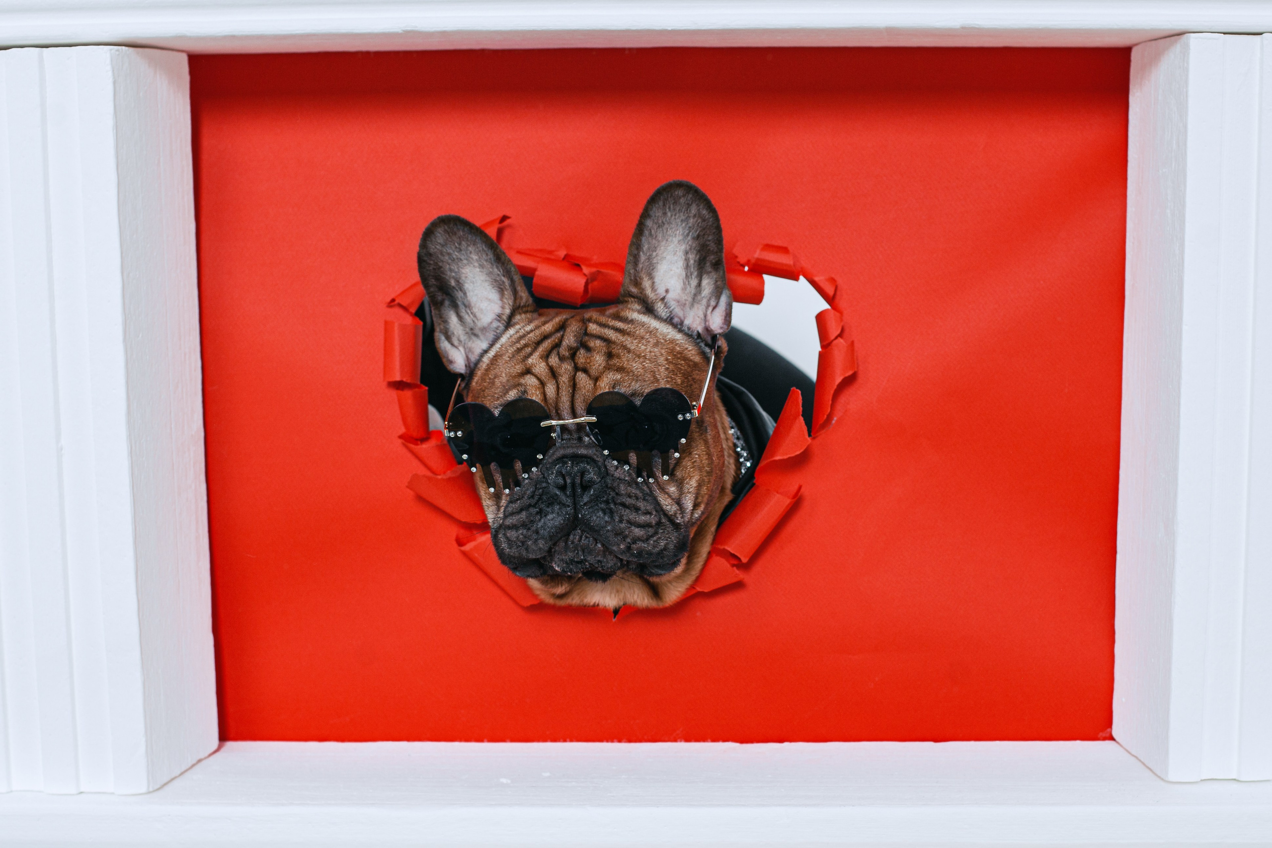 Пижамная вечеринка французских бульдогов и их хозяев. Фотограф-анималист Татьяна Степанова