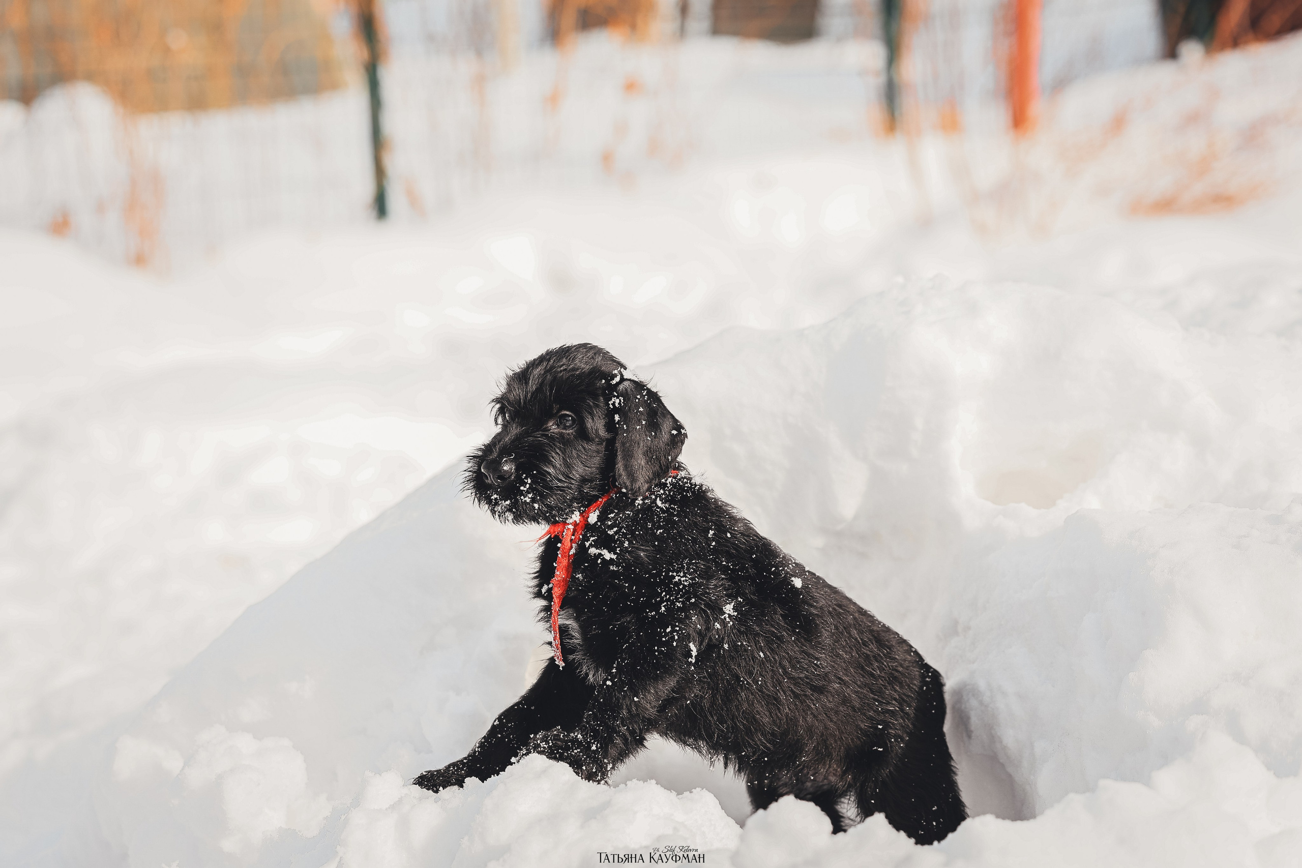 Ризеншнауцер, щенки ризеншнауцера, купить ризеншнауцера, купить щенка, ризеншнауцер Новосибирск, фотосъемка щенков, фотосессия собак, заказать фотосессию, фотографии щенков, сфотографировать щенка, фотограф Анималист, фотограф собак Новосибирск, фотограф анималист Новосибирск