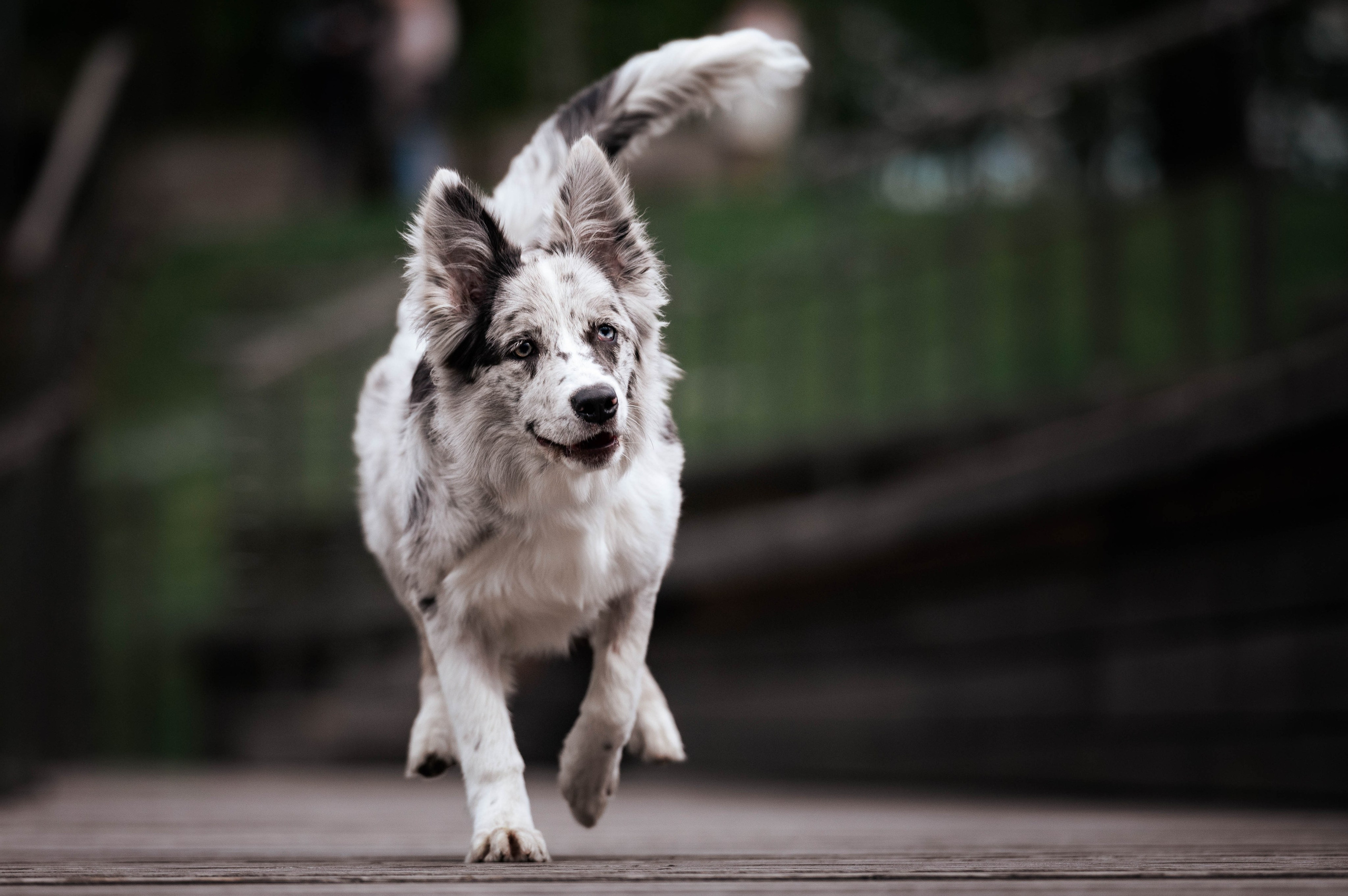 Весна на ВДНХ. Фотограф-анималист