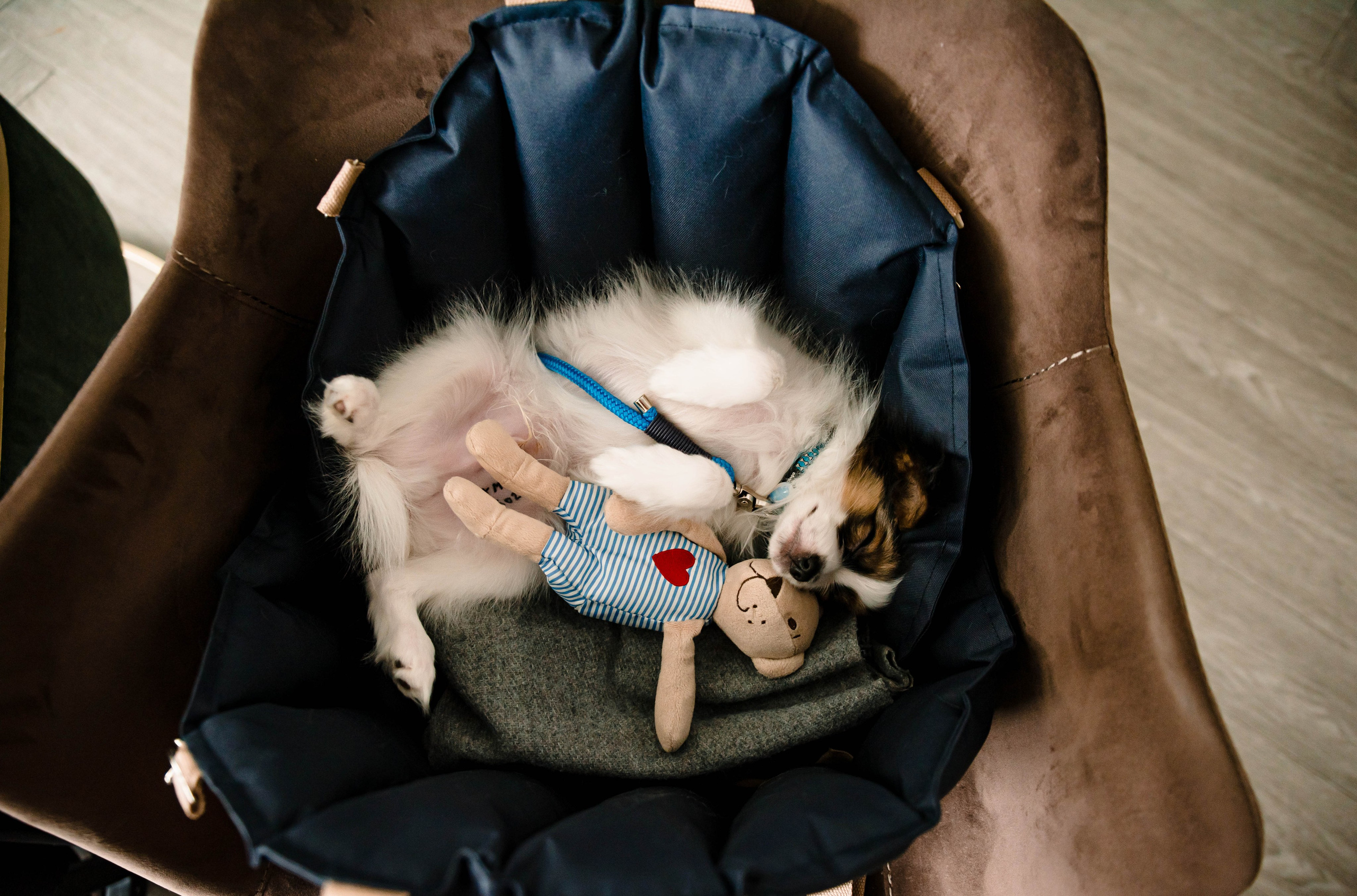 Настя, Света и Папийон Луней. Главная