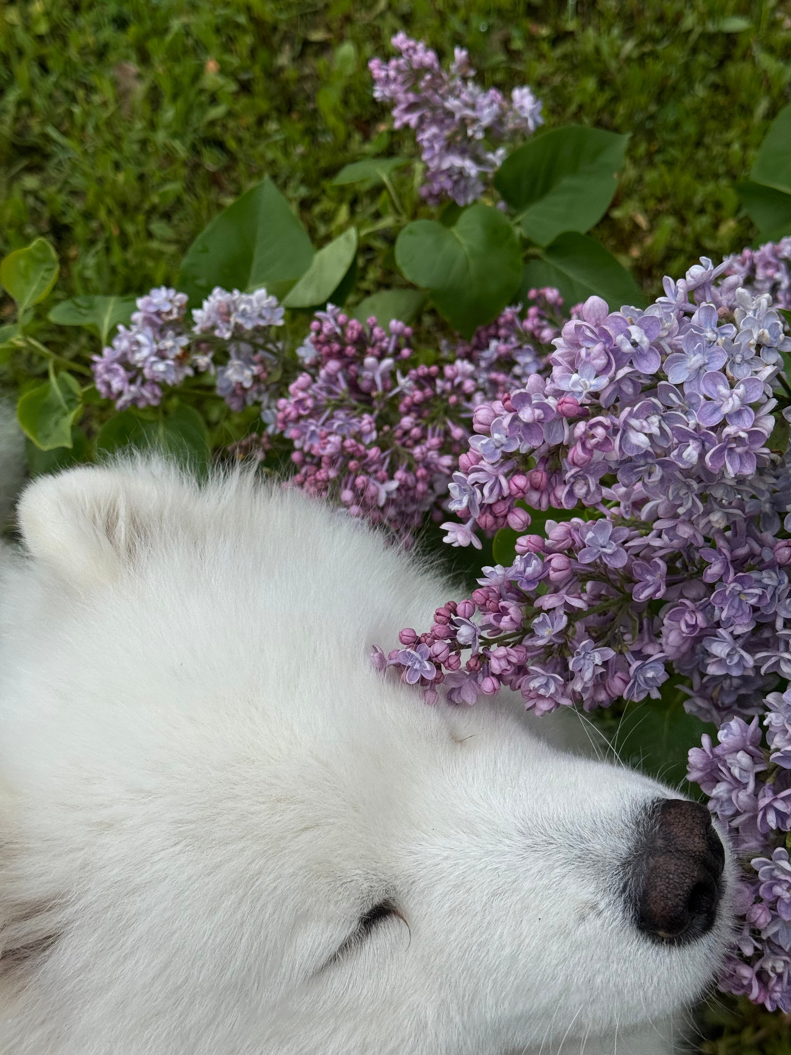 Танго. Фотограф-анималист в Москве Екатерина Тихонова