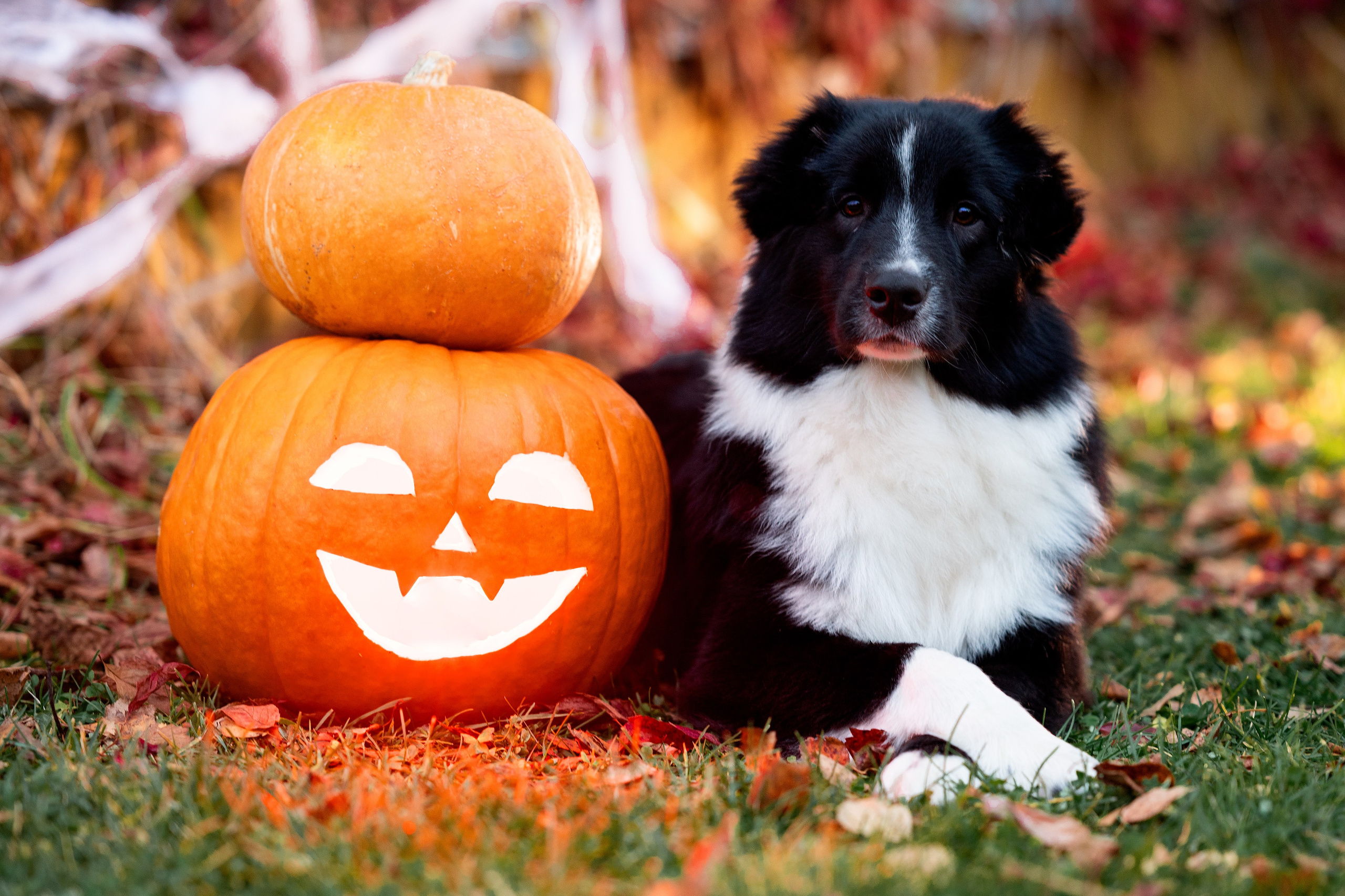 Halloween. Творческий фотограф Вологда