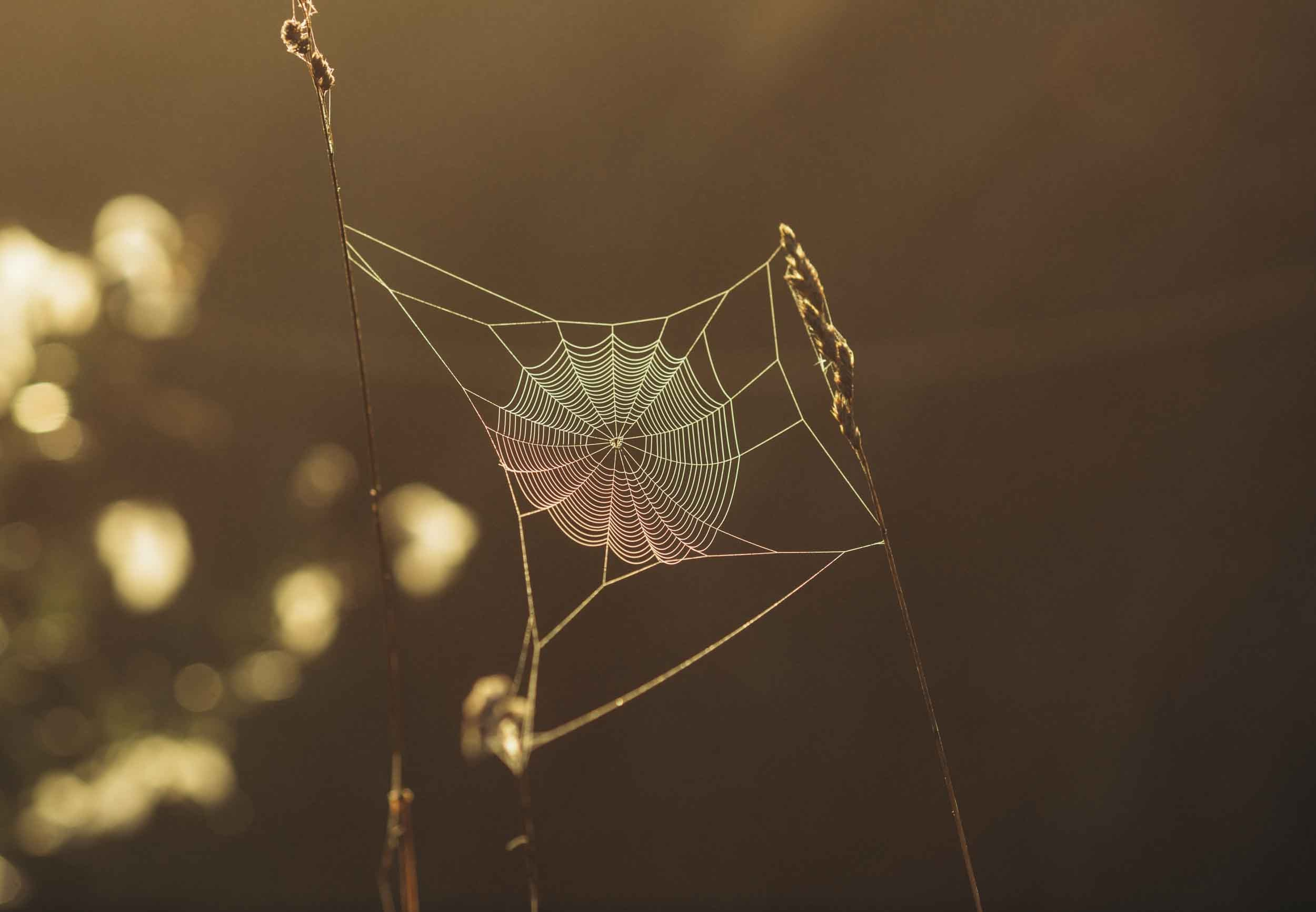 Природные пейзажи. Наталия Клевинскас портретный фотограф в Костроме