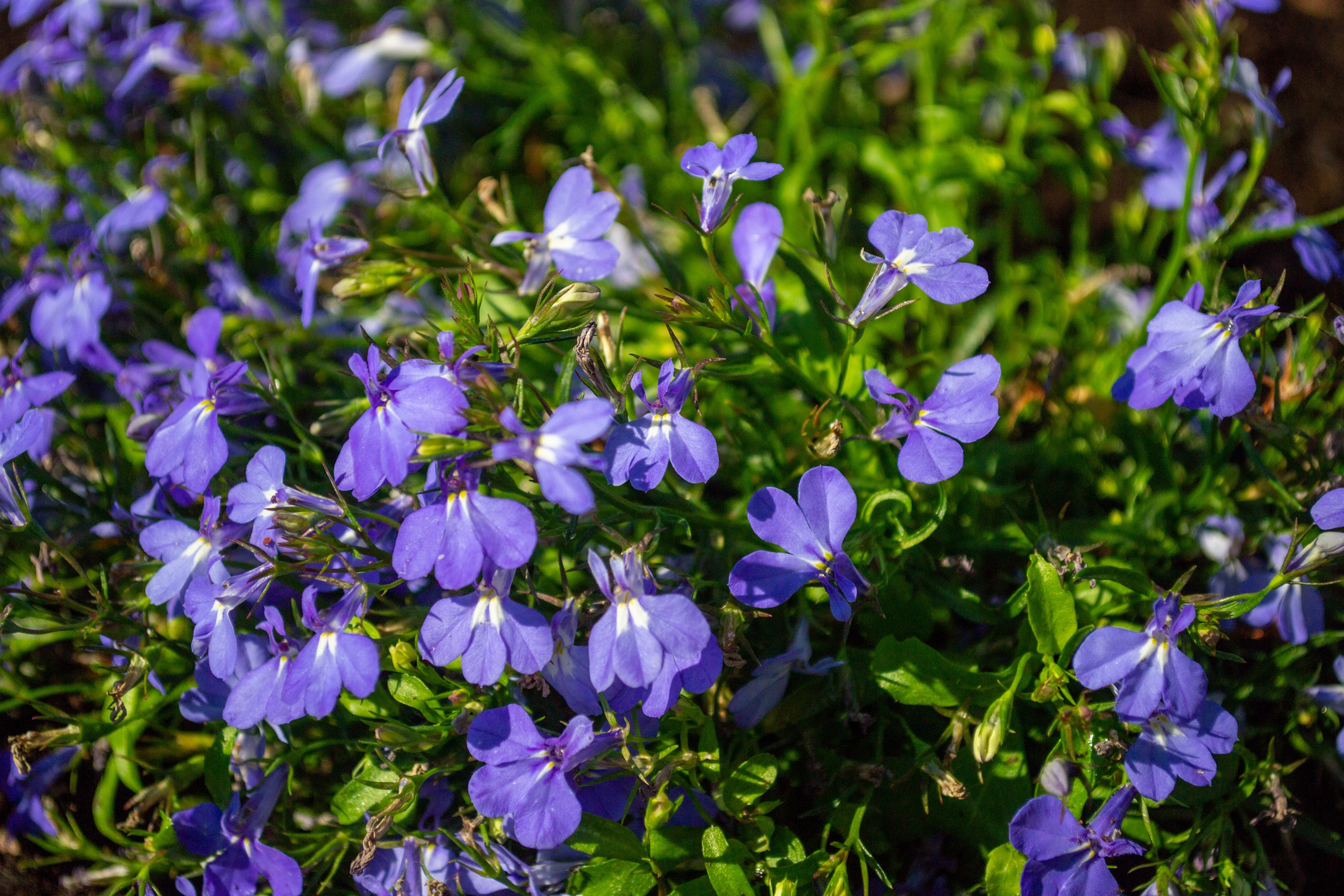 Тульская областная онкологическая больница (лето-цветы, NIKON D3100 35 мм F1,8)). Фотограф в Туле Крупский АнДРей. Фотостудия «КАДР71» в Туле