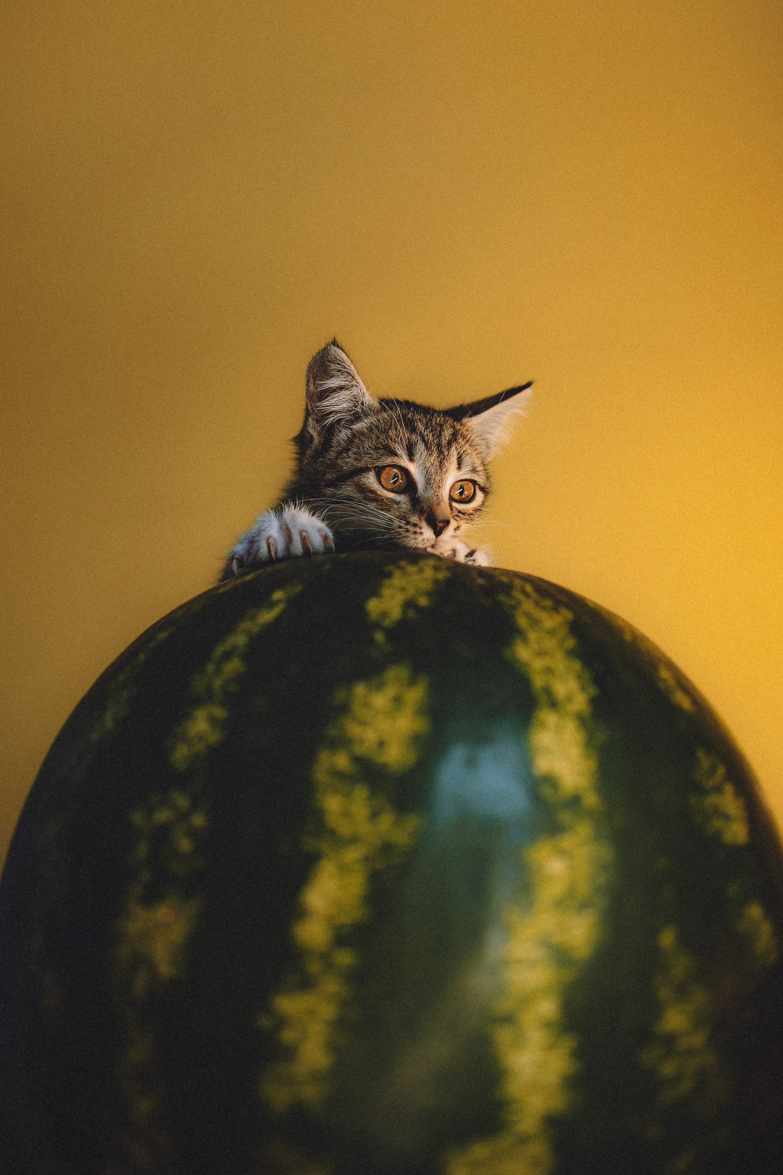 Сирена и арбуз