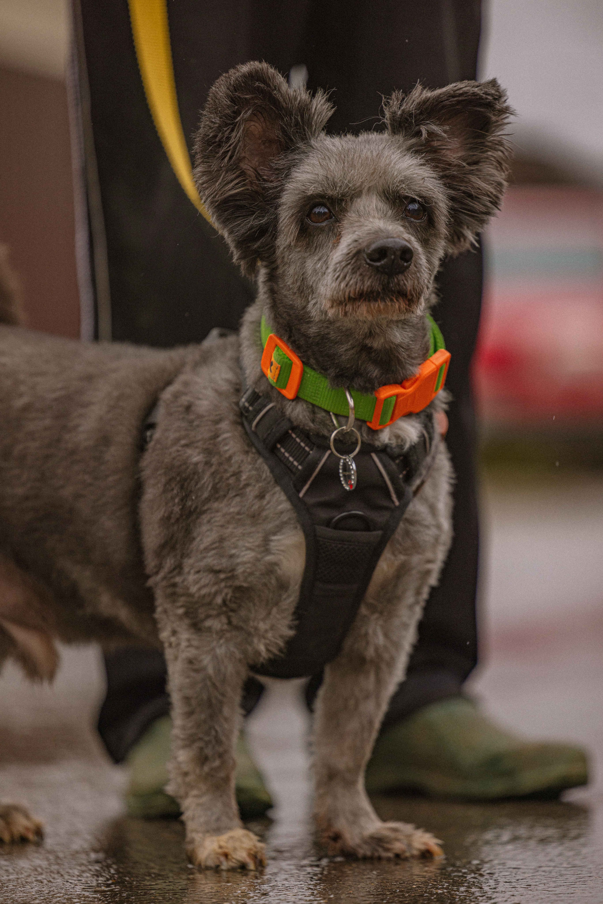 Передержка. Фотограф-анималист в Москве Лера Черноног